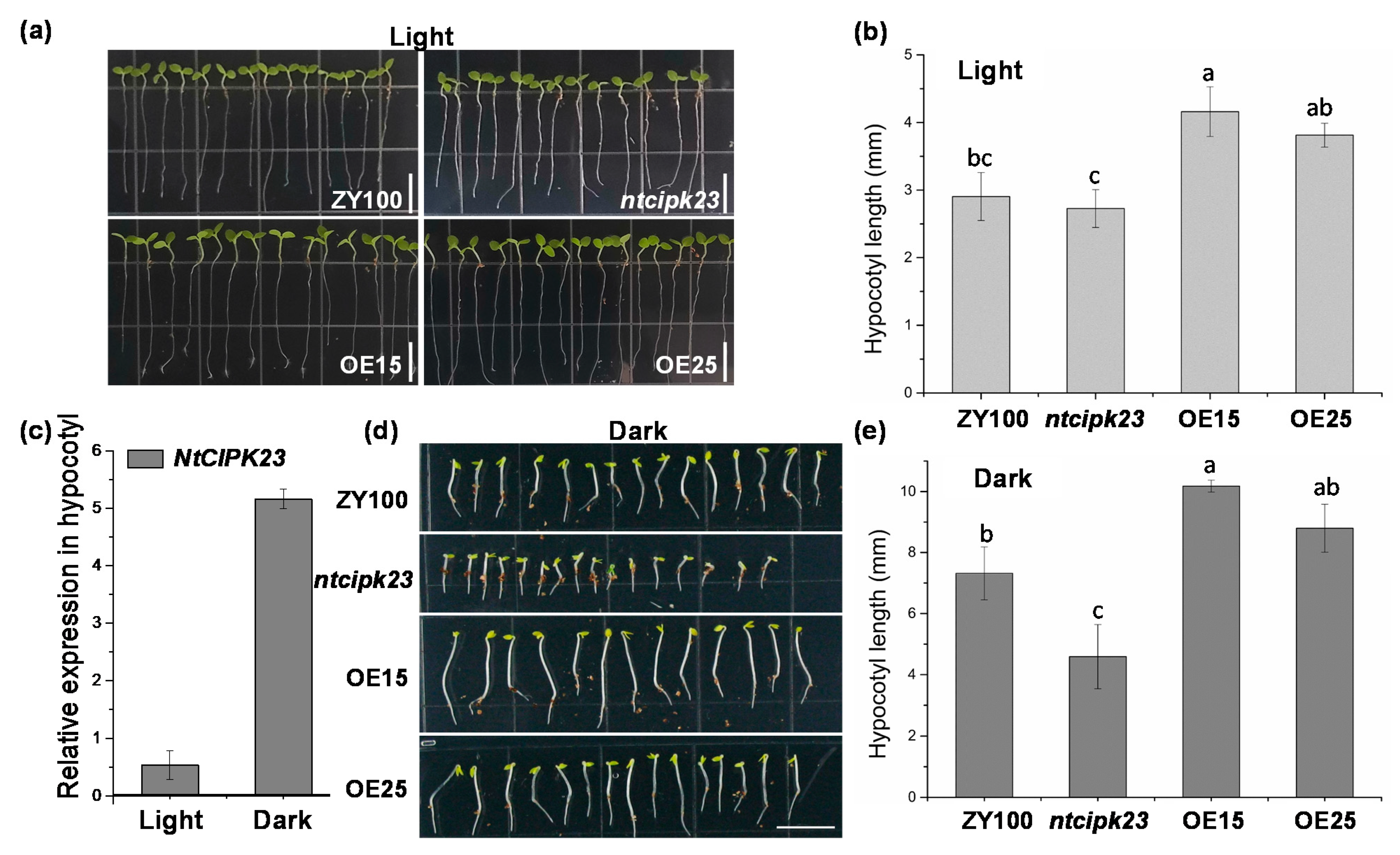 Plants 10 00323 g005 Plants 10 00323 g005