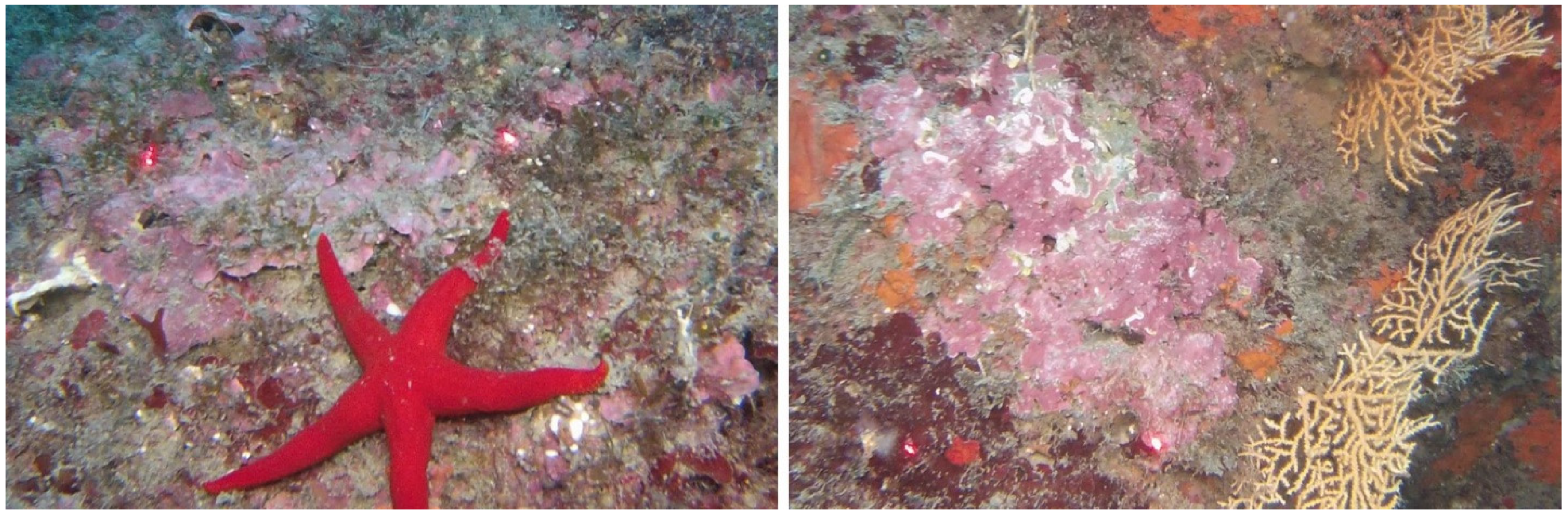 Plants 10 00329 g009