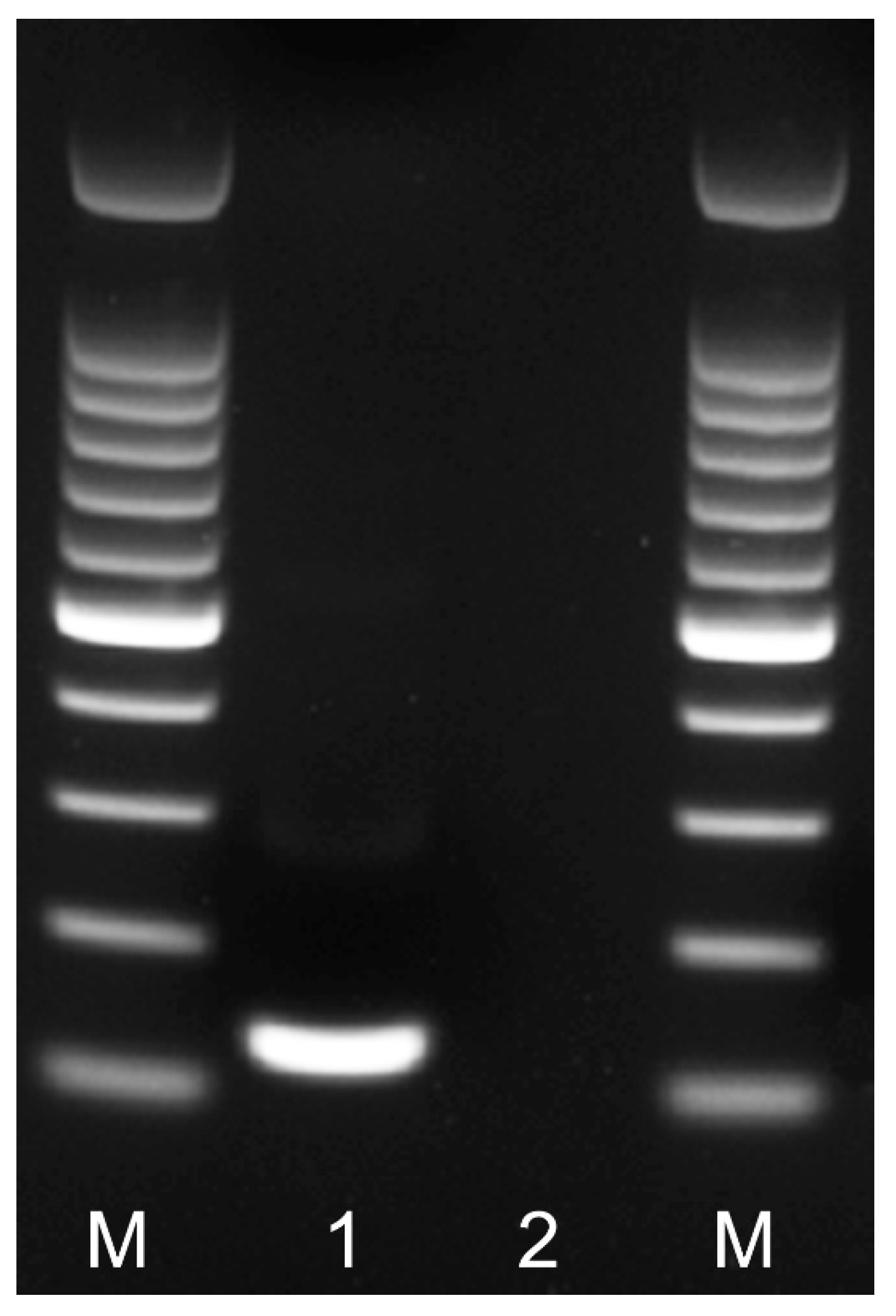 Plants 10 00336 g002