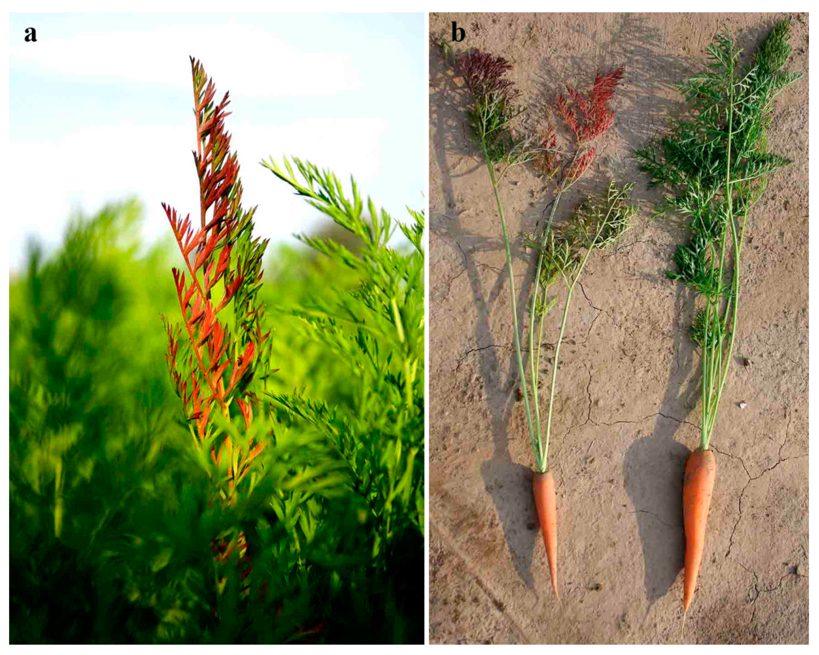 Plants 10 00337 g001 Plants 10 00337 g001