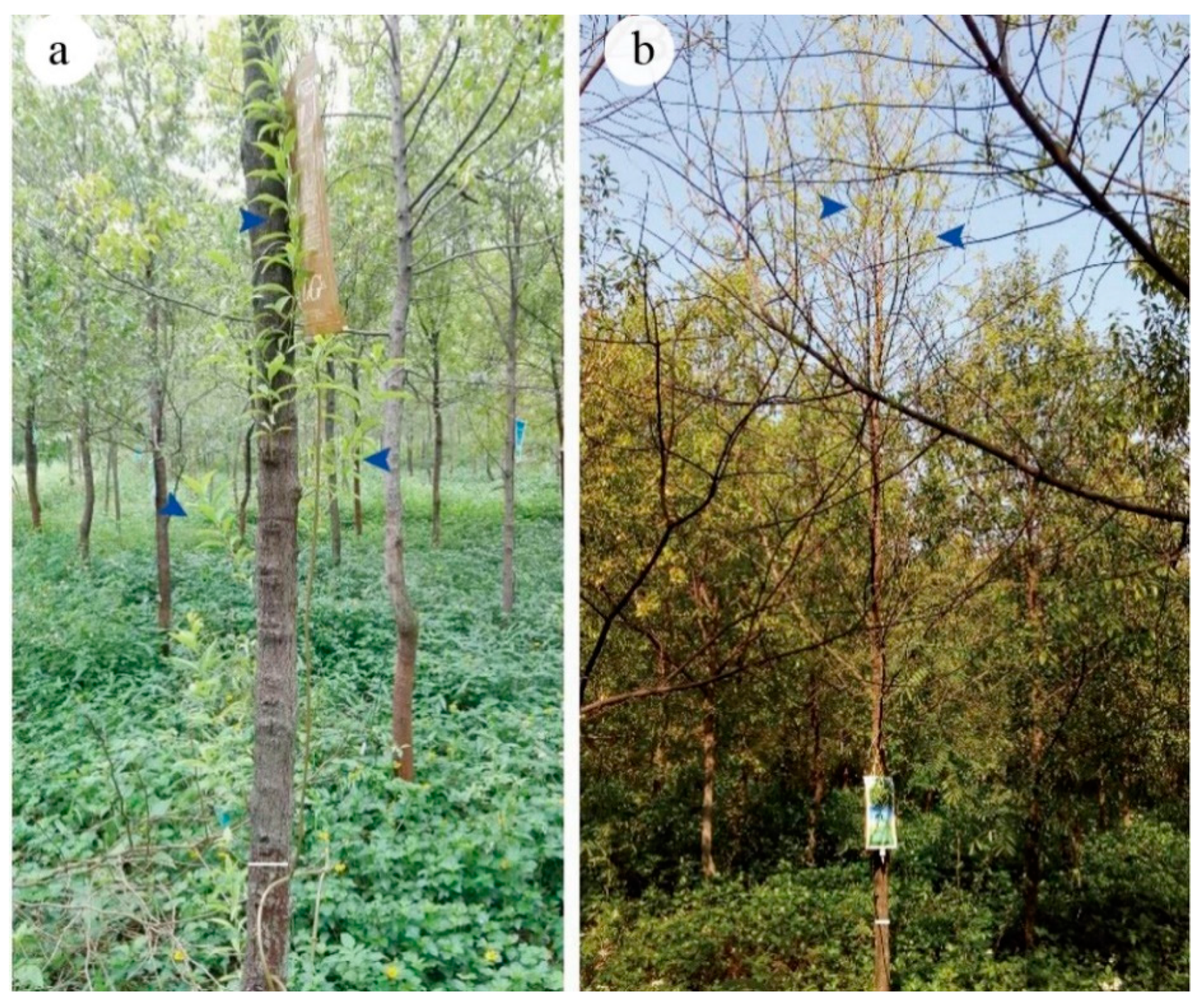 Plants 10 00339 g002 Plants 10 00339 g002