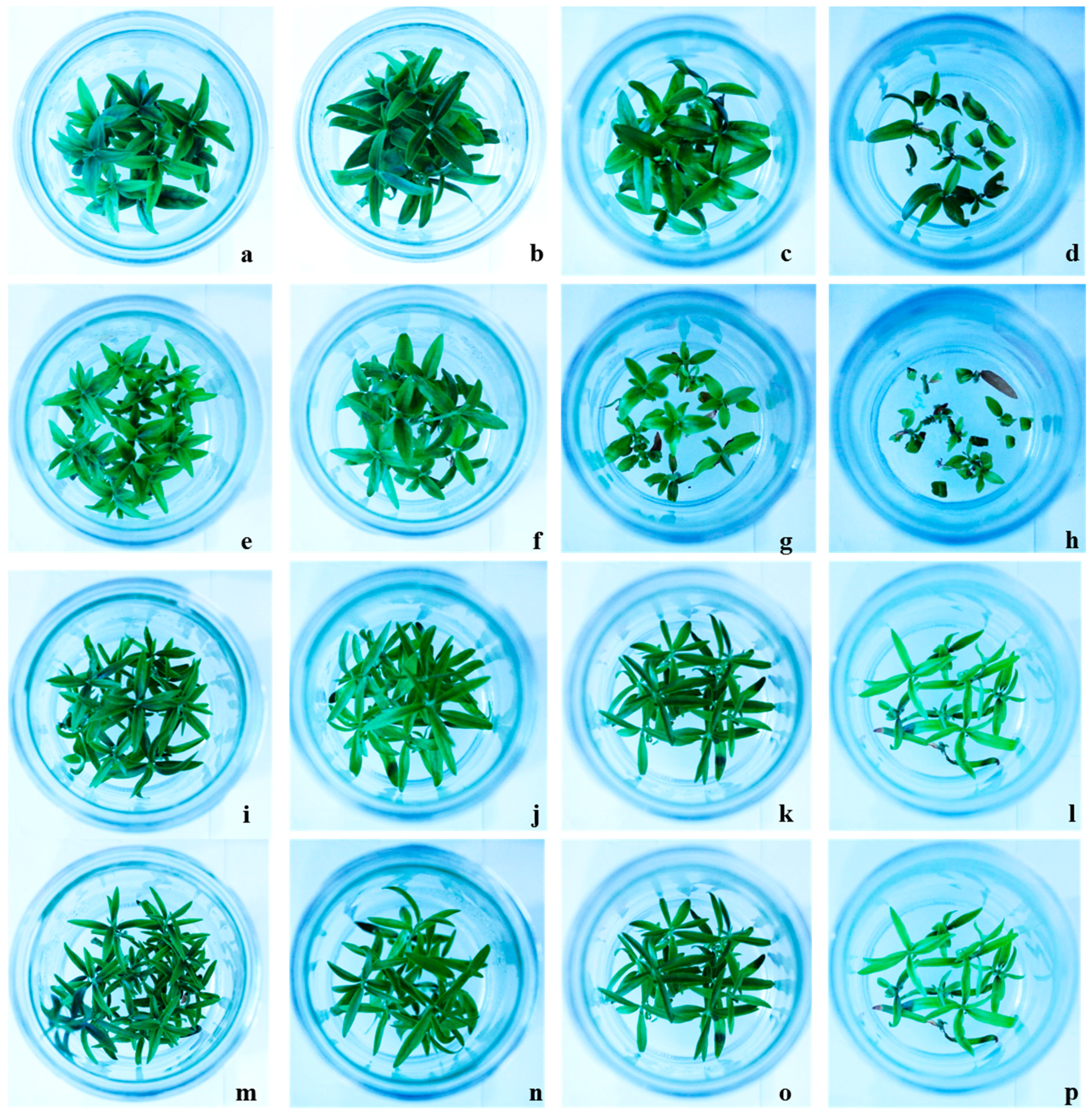 Plants 10 00350 g001