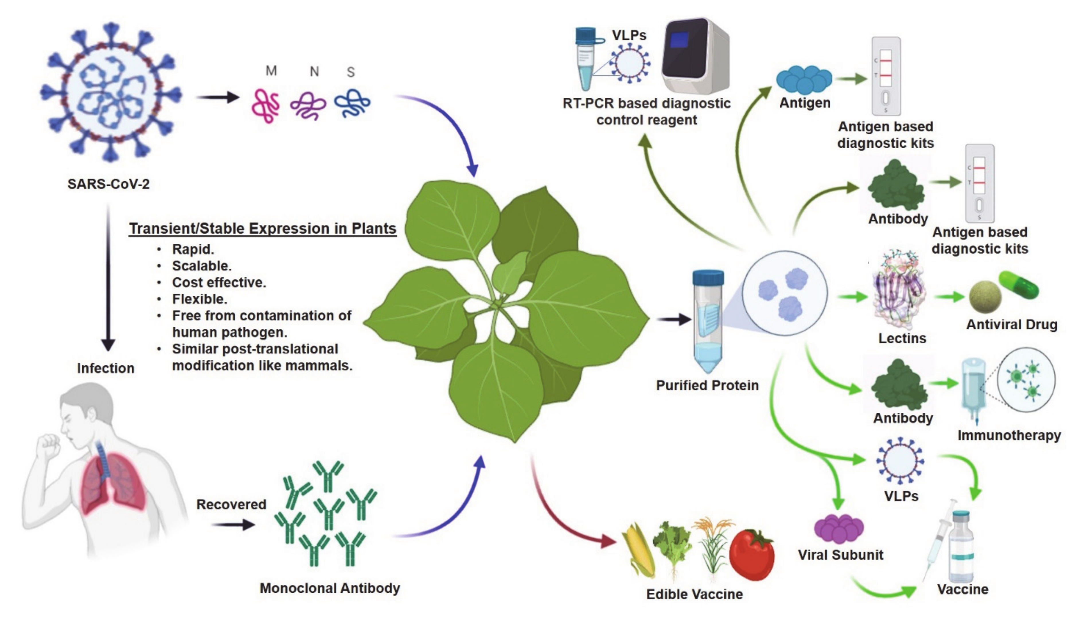 Plant based. Биотехнология растений. Antiviral drugs. PROLEIT Plant it