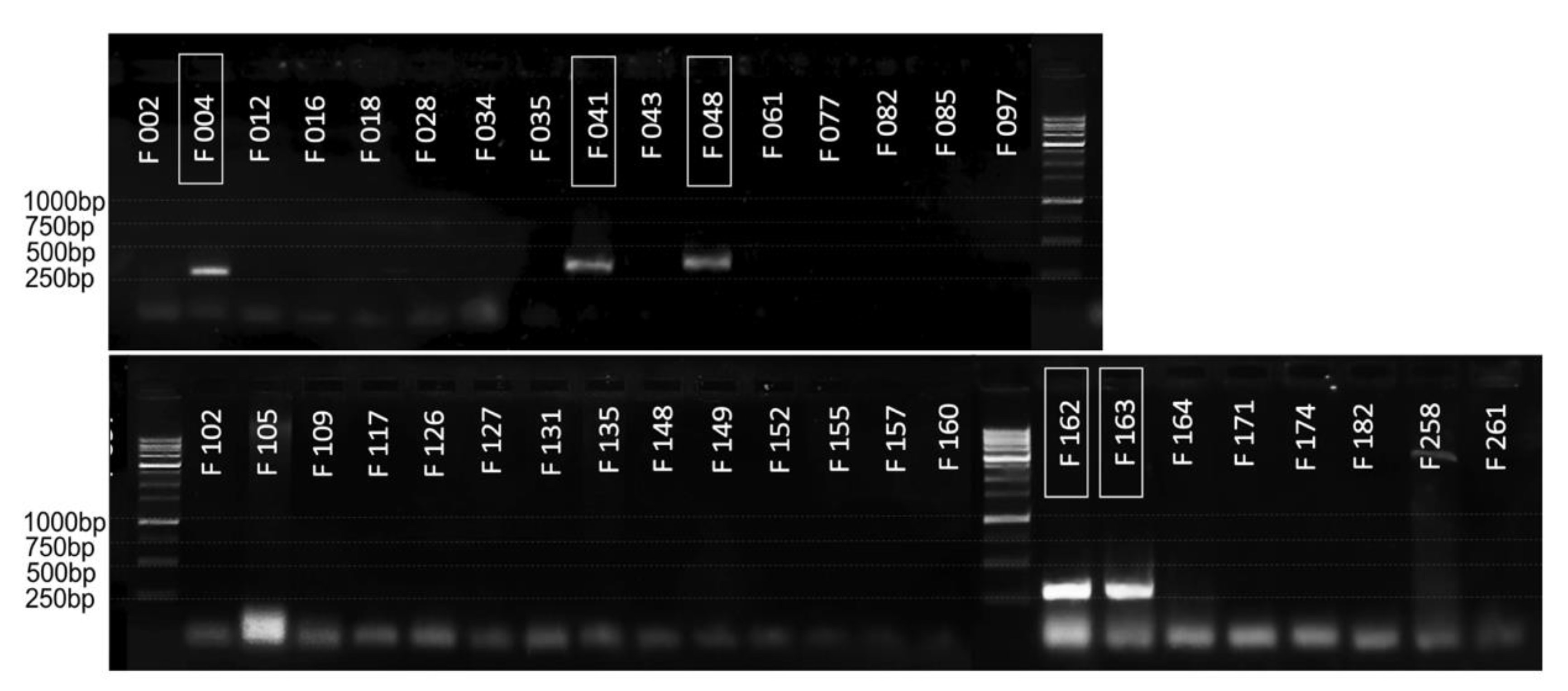 Plants 10 00355 g003
