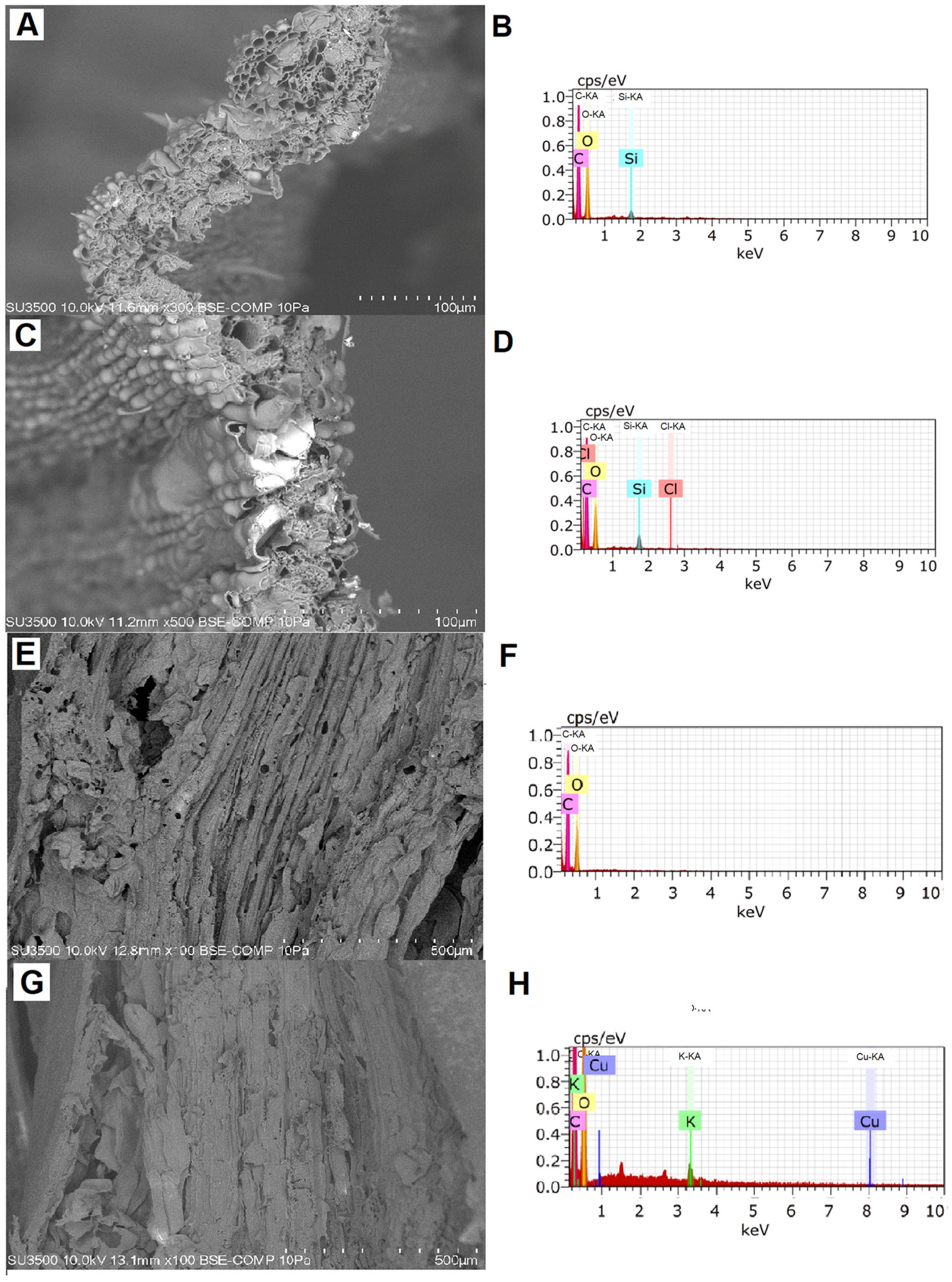 Plants 10 00357 g002 Plants 10 00357 g002