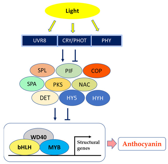 Plants 10 00358 g002 550