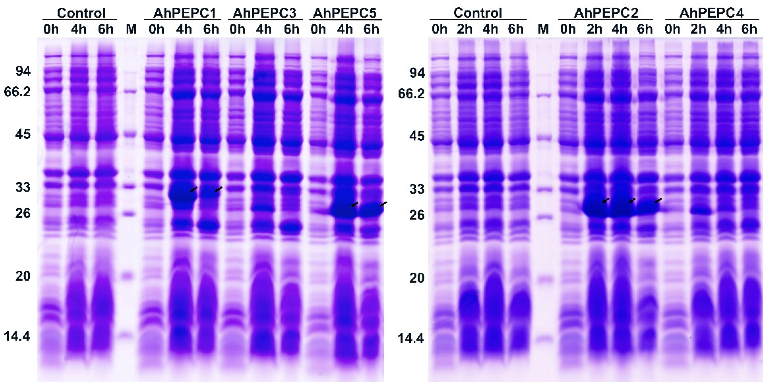 Plants 10 00365 g004 Plants 10 00365 g004