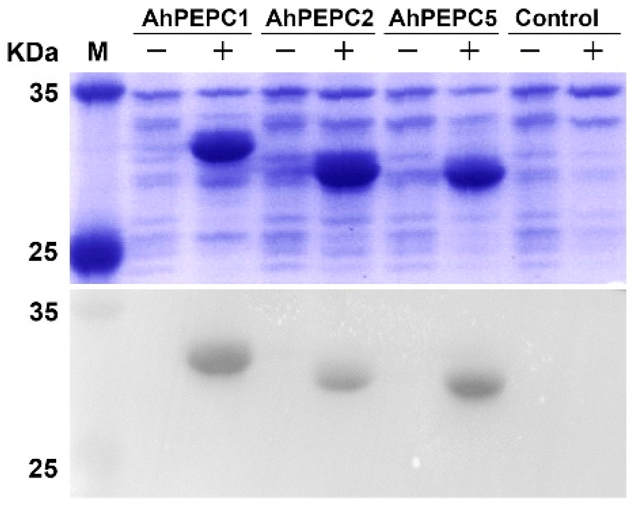 Plants 10 00365 g005 Plants 10 00365 g005