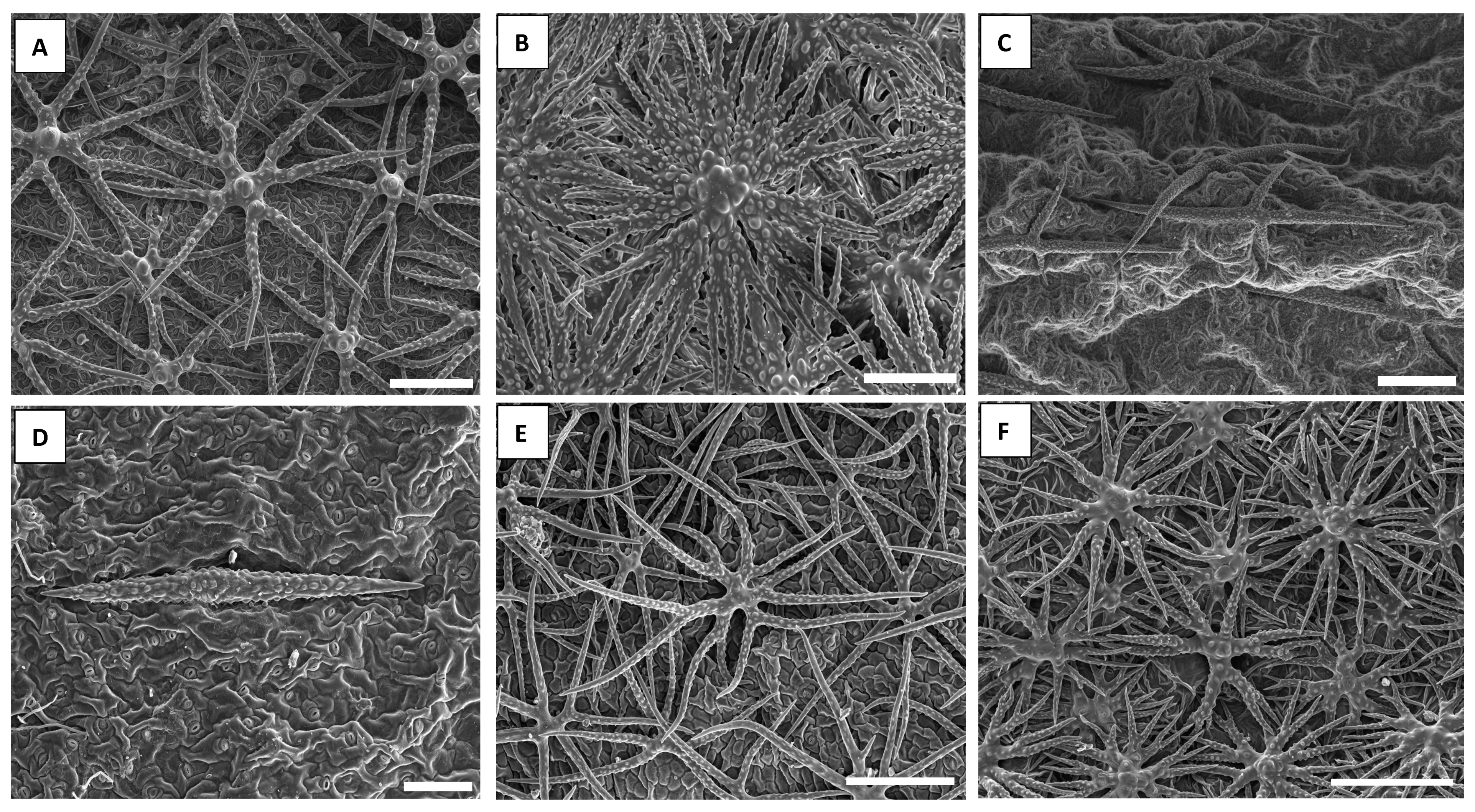 Plants 10 00377 g001 Plants 10 00377 g001