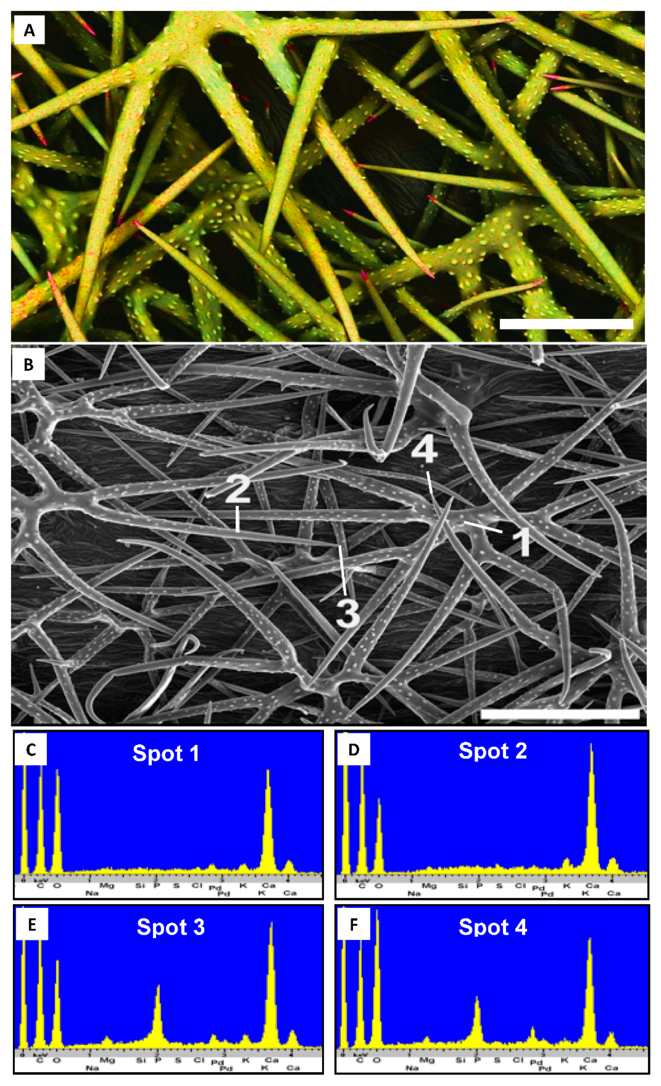 Plants 10 00377 g002 Plants 10 00377 g002