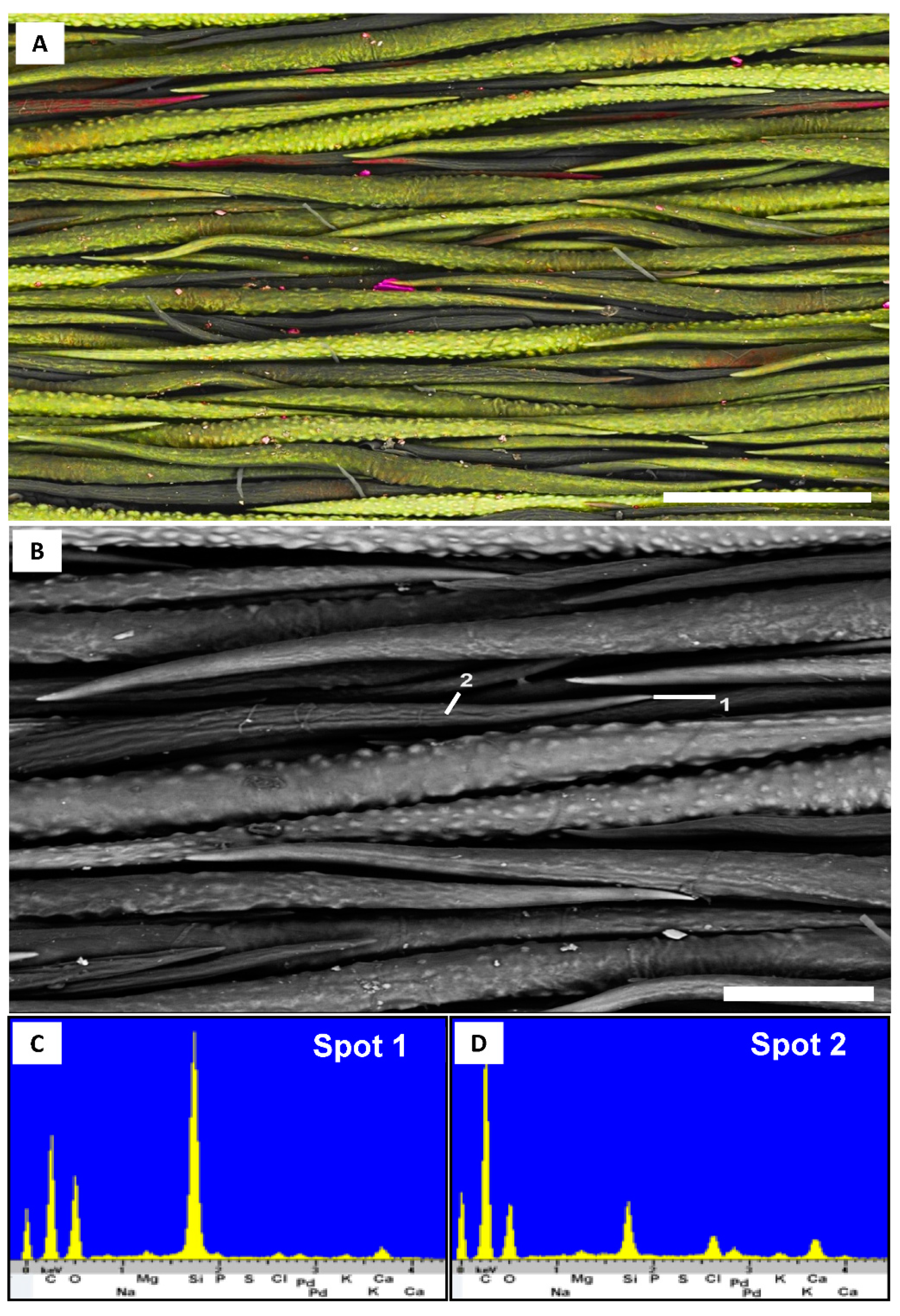 Plants 10 00377 g005 Plants 10 00377 g005
