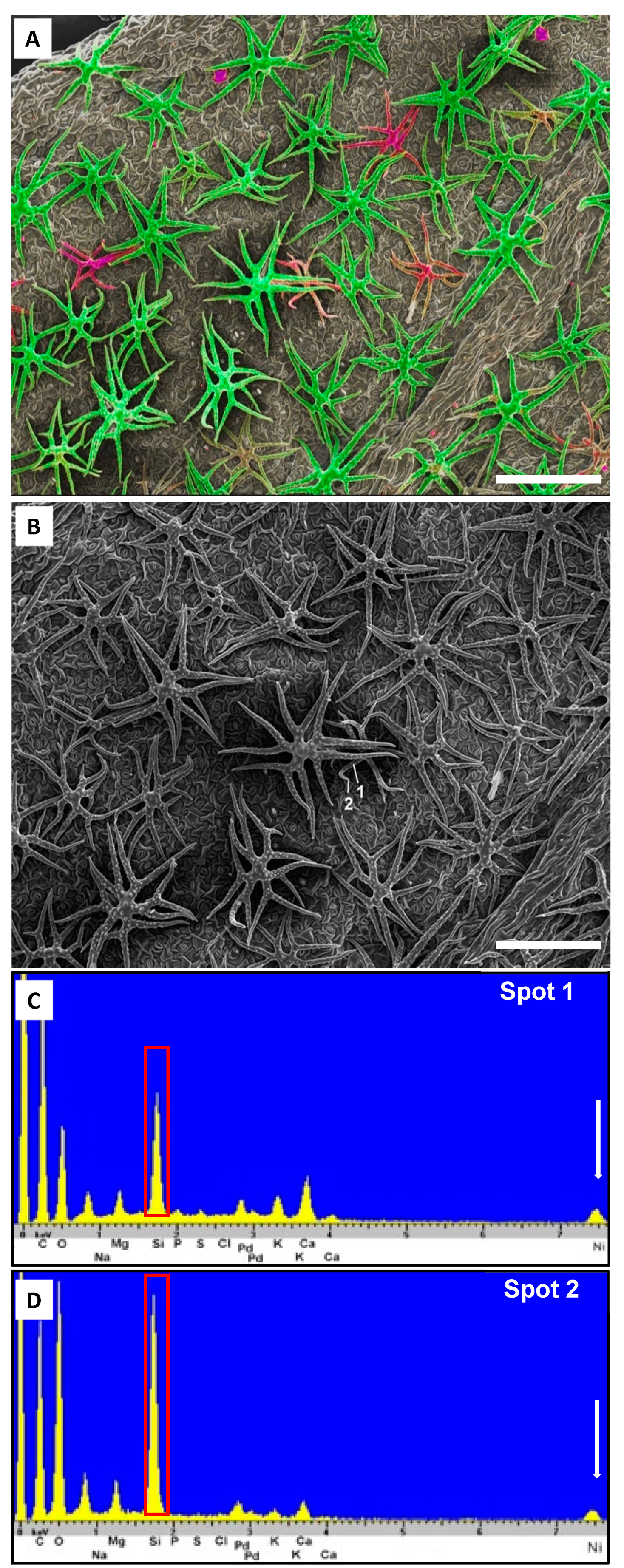 Plants 10 00377 g006 Plants 10 00377 g006