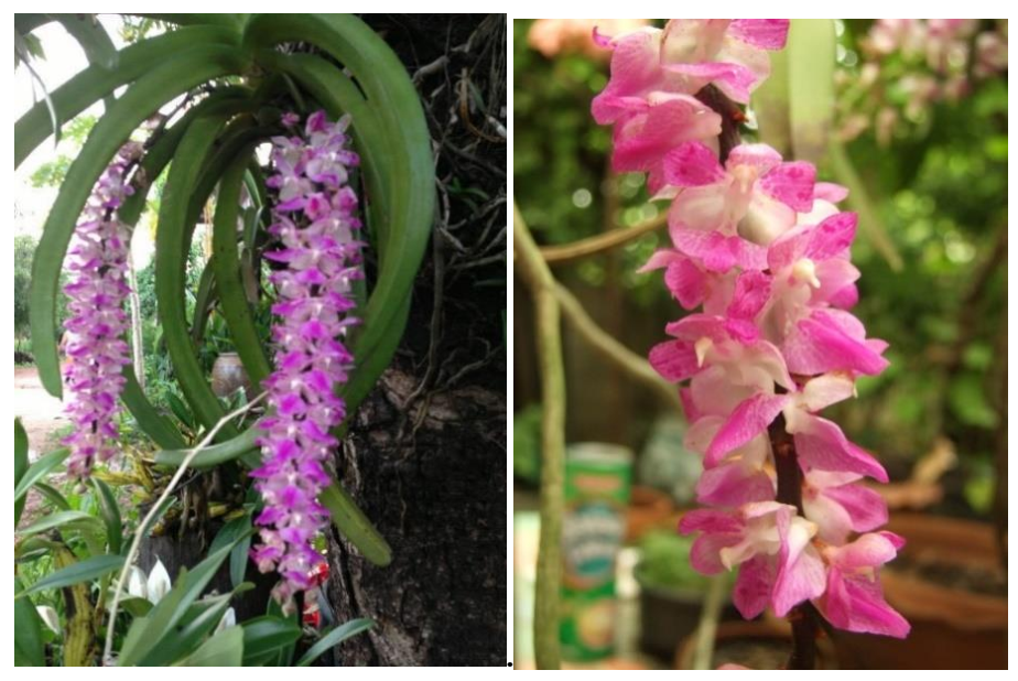 Plants 10 00385 g001 Plants 10 00385 g001