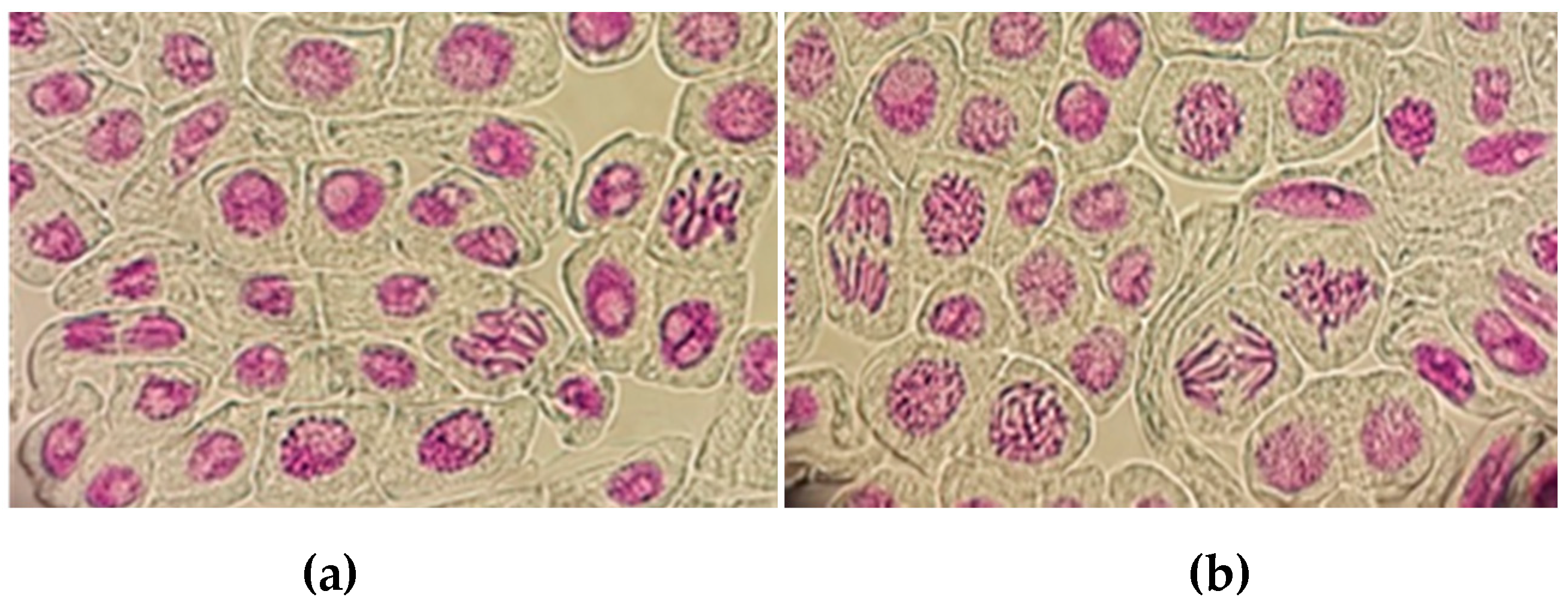 Plants 10 00386 g001 Plants 10 00386 g001