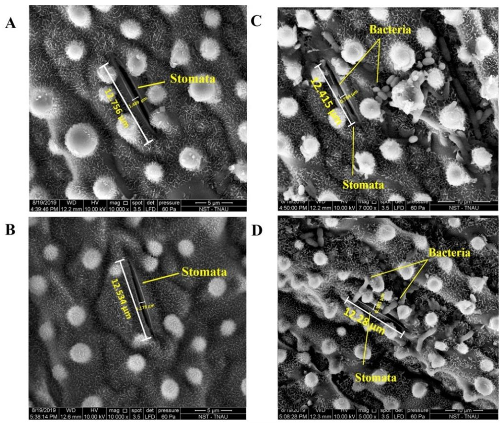 Plants 10 00387 g007 Plants 10 00387 g007