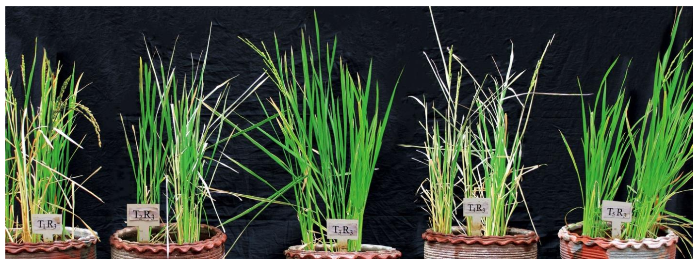 Plants 10 00387 g010 Plants 10 00387 g010