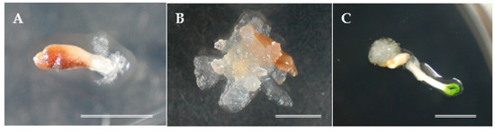 Plants 10 00398 g001 550