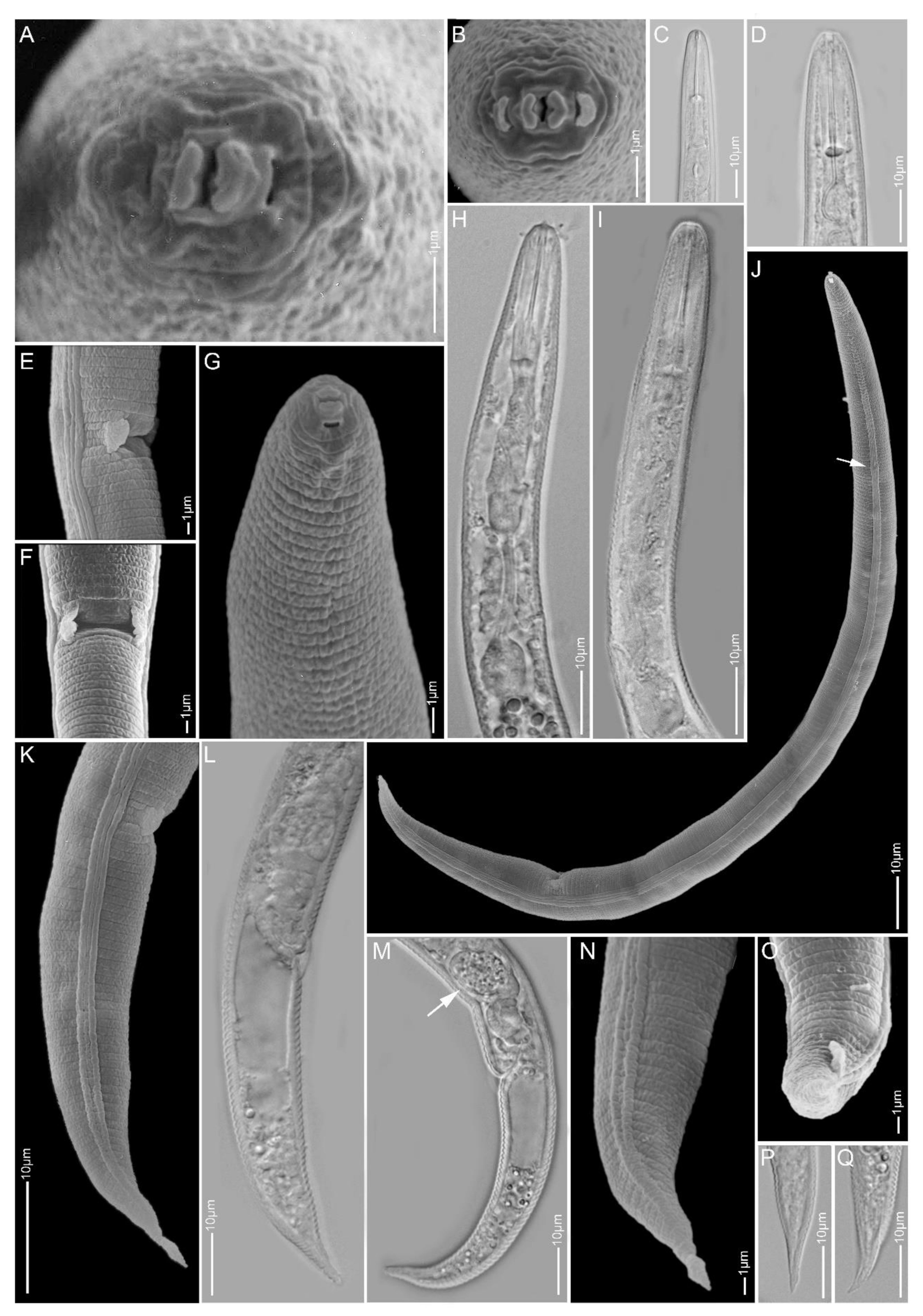 Plants 10 00408 g002