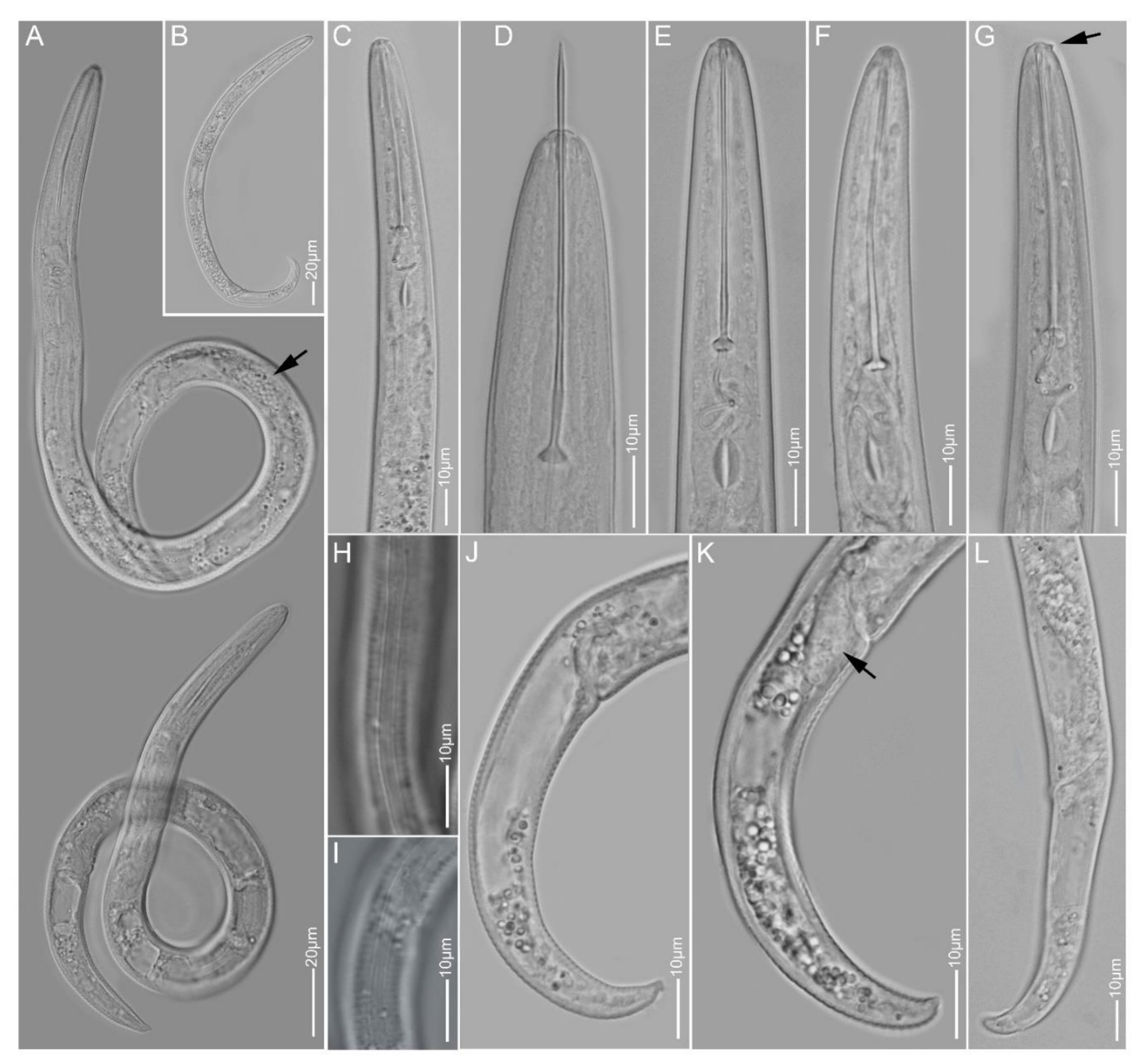 Plants 10 00408 g003