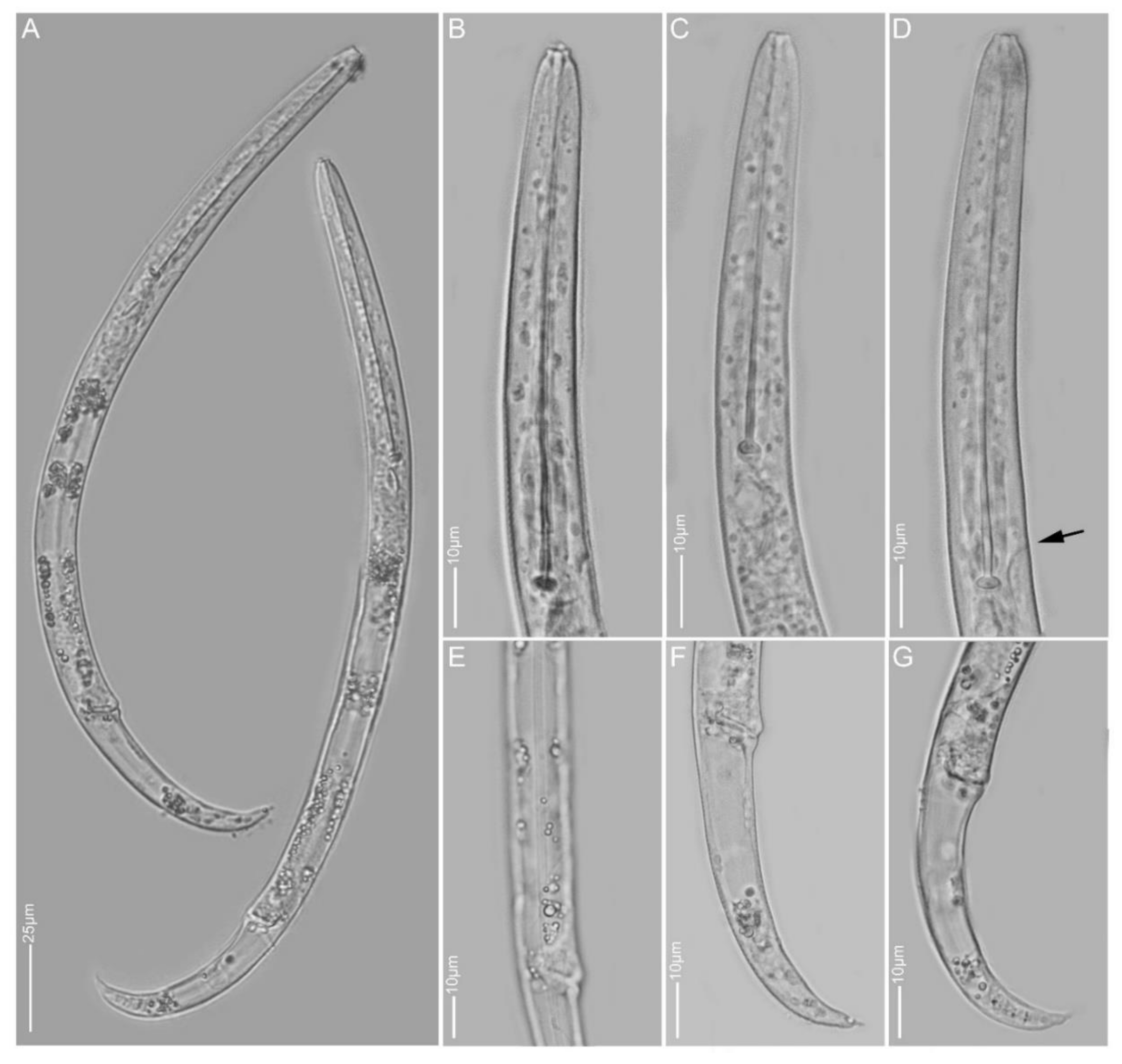 Plants 10 00408 g005
