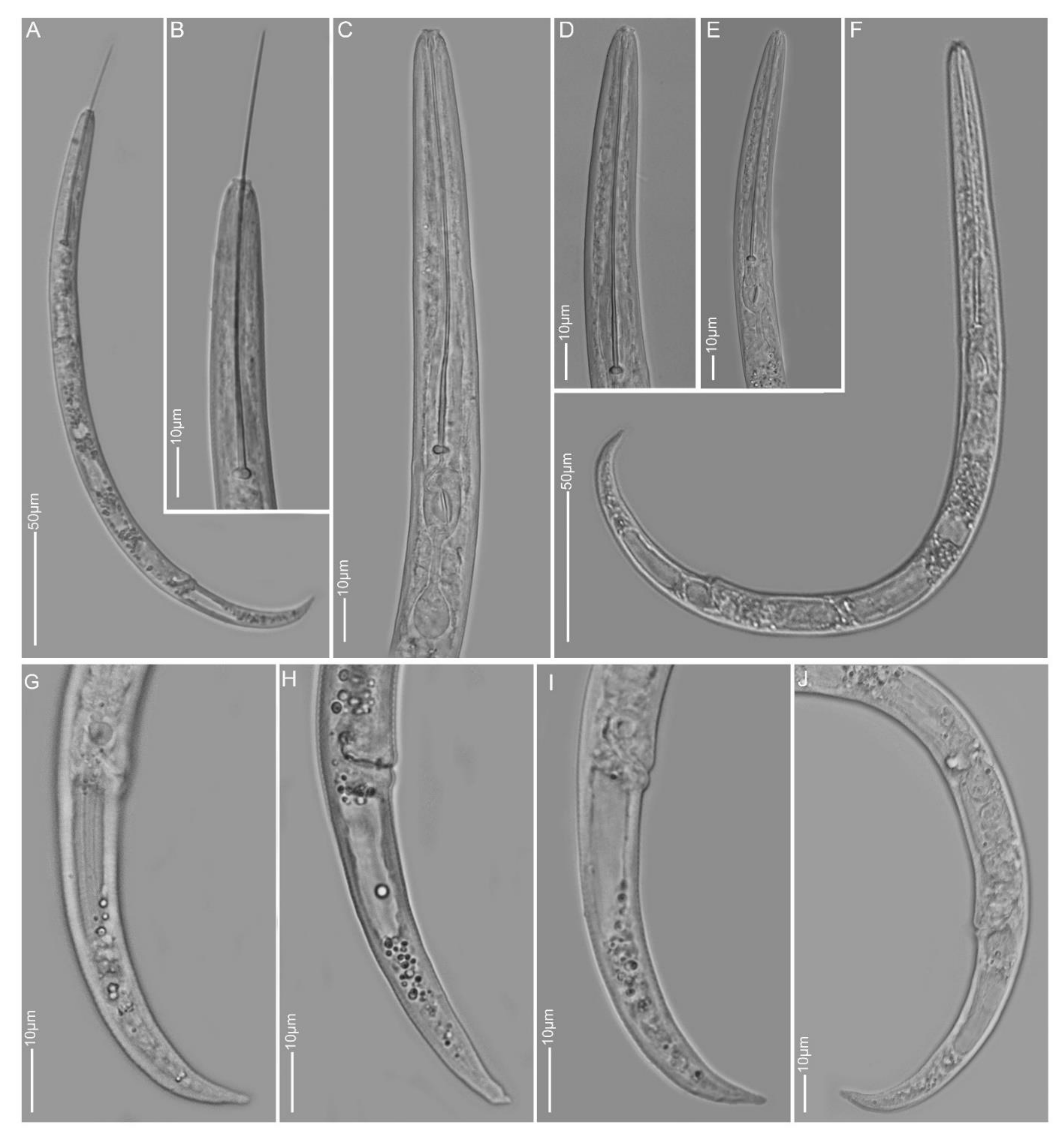 Plants 10 00408 g006