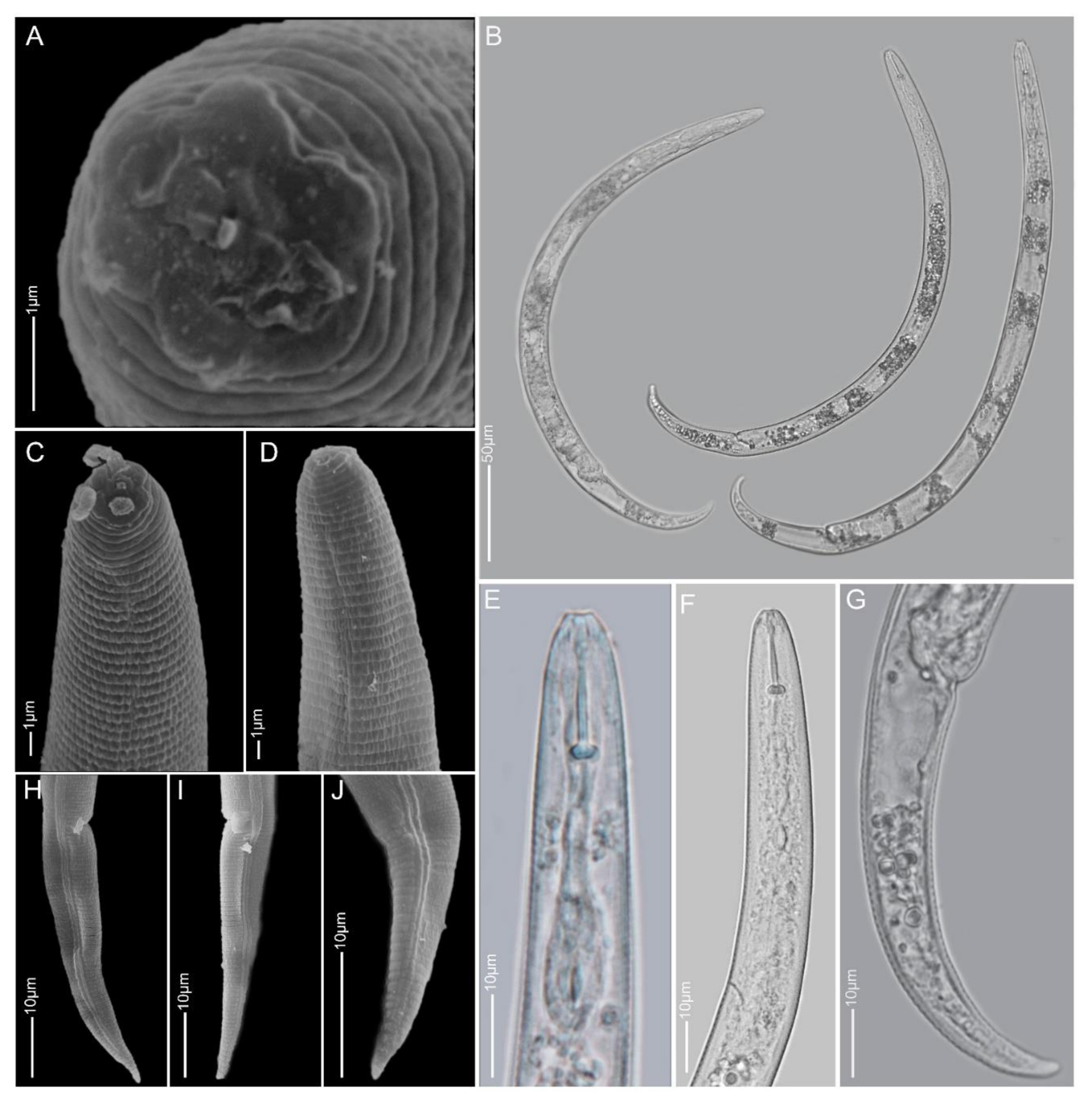 Plants 10 00408 g007