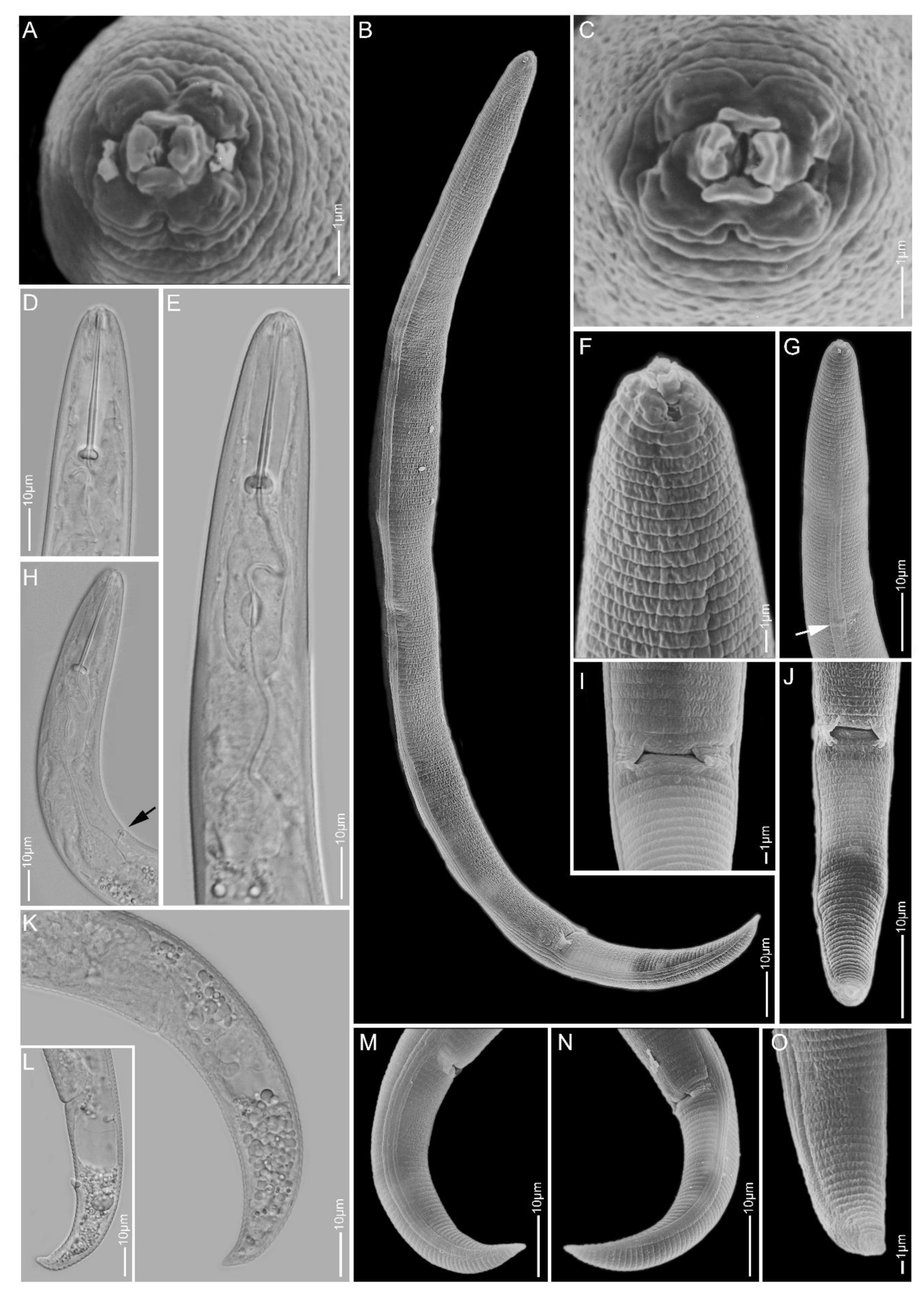 Plants 10 00408 g009