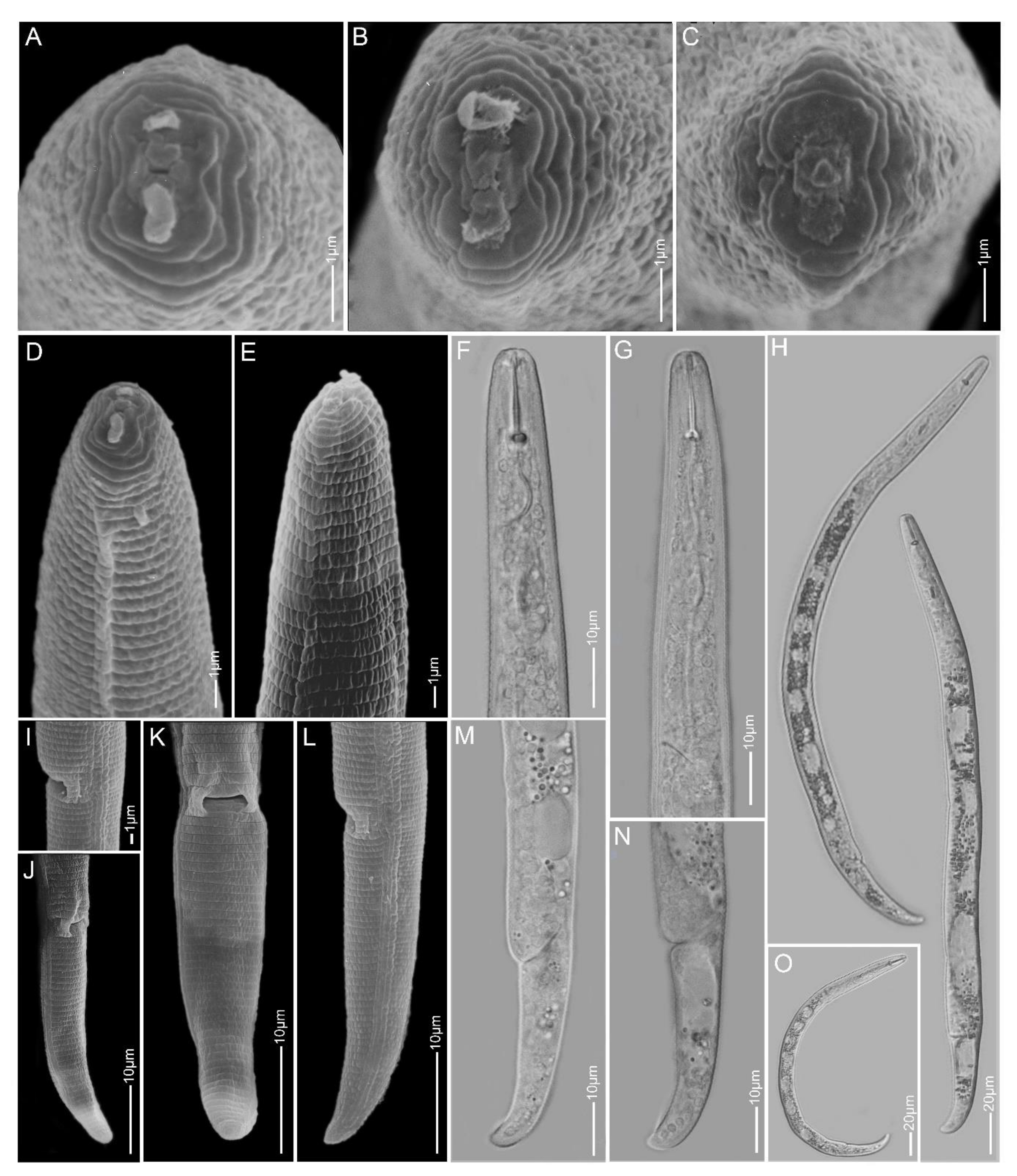 Plants 10 00408 g011