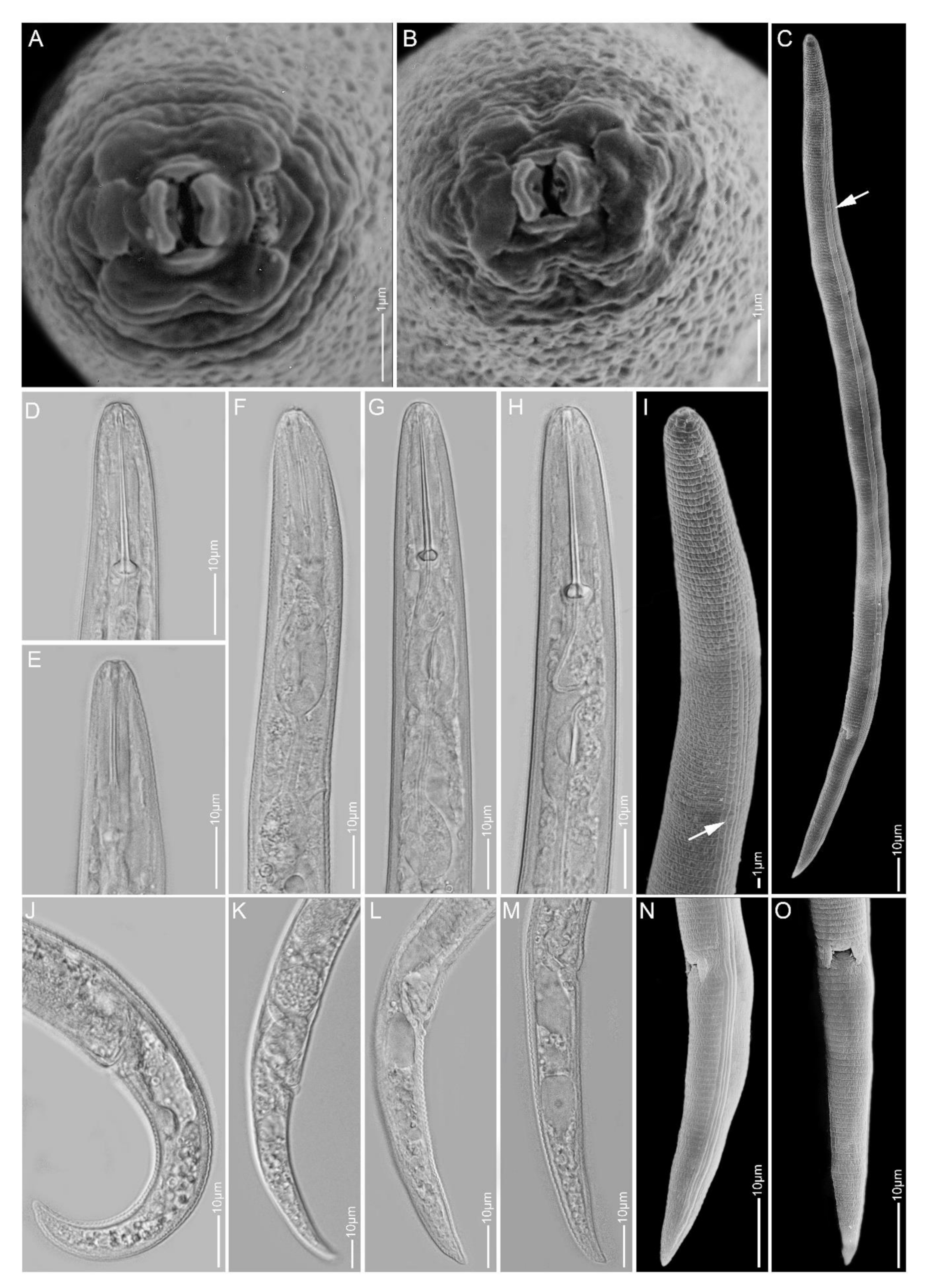 Plants 10 00408 g012