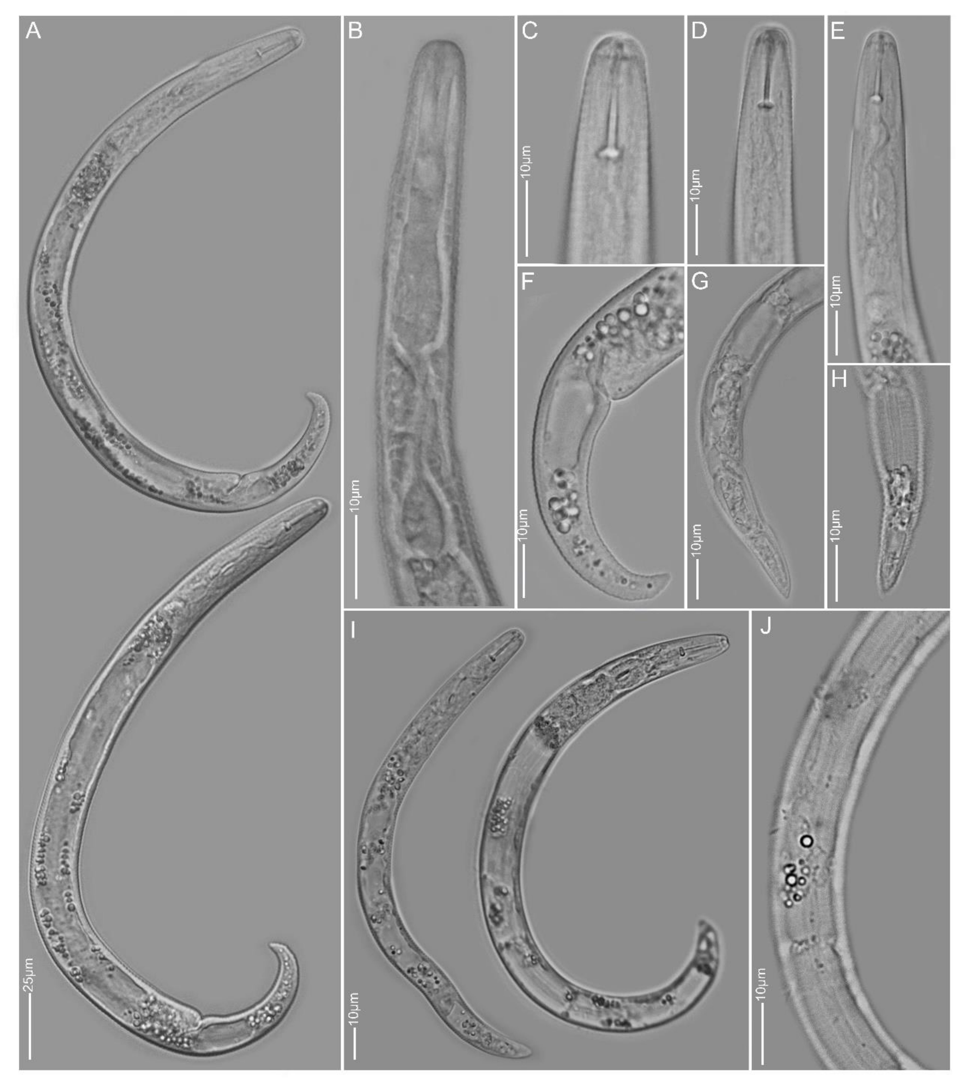 Plants 10 00408 g013