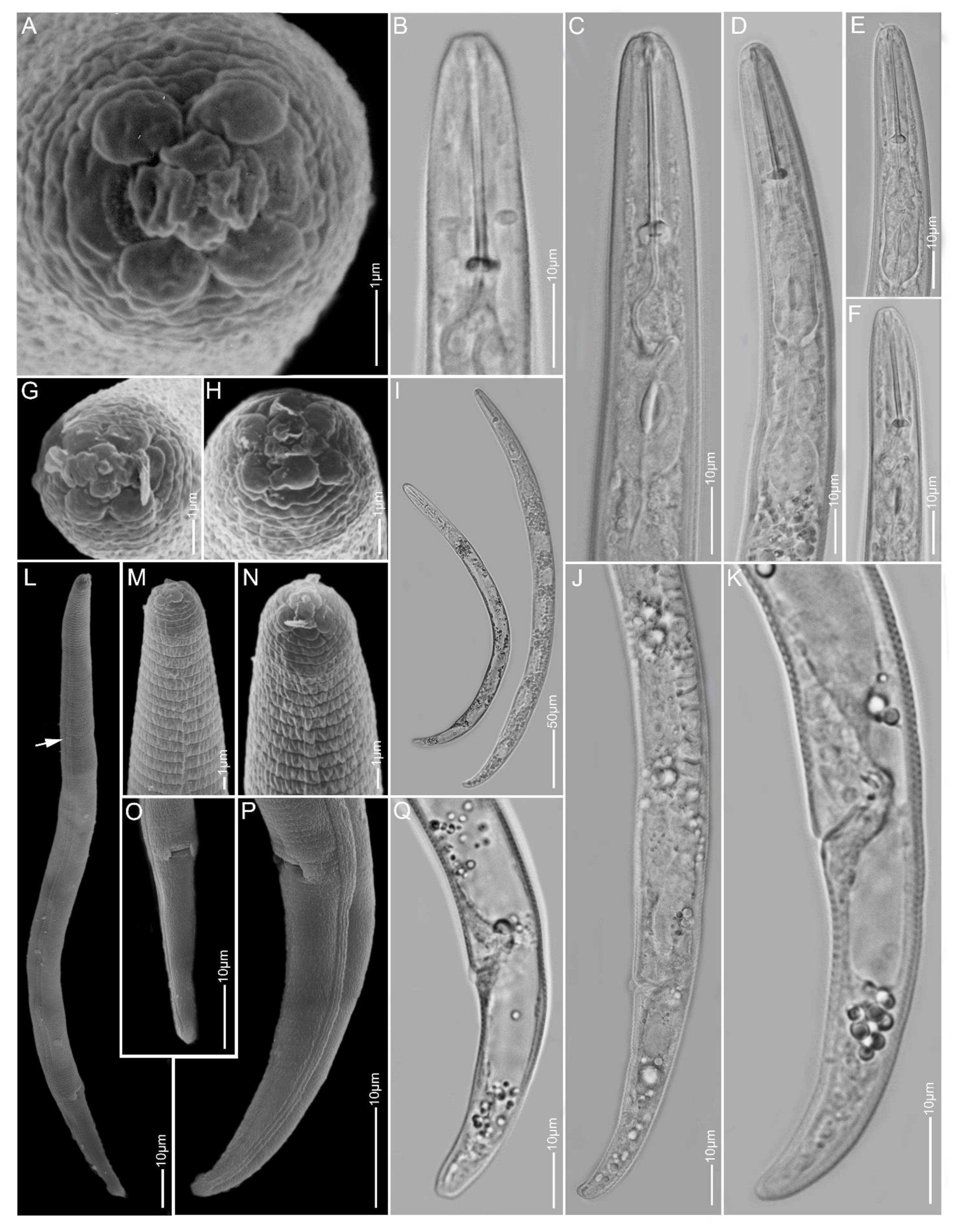 Plants 10 00408 g014