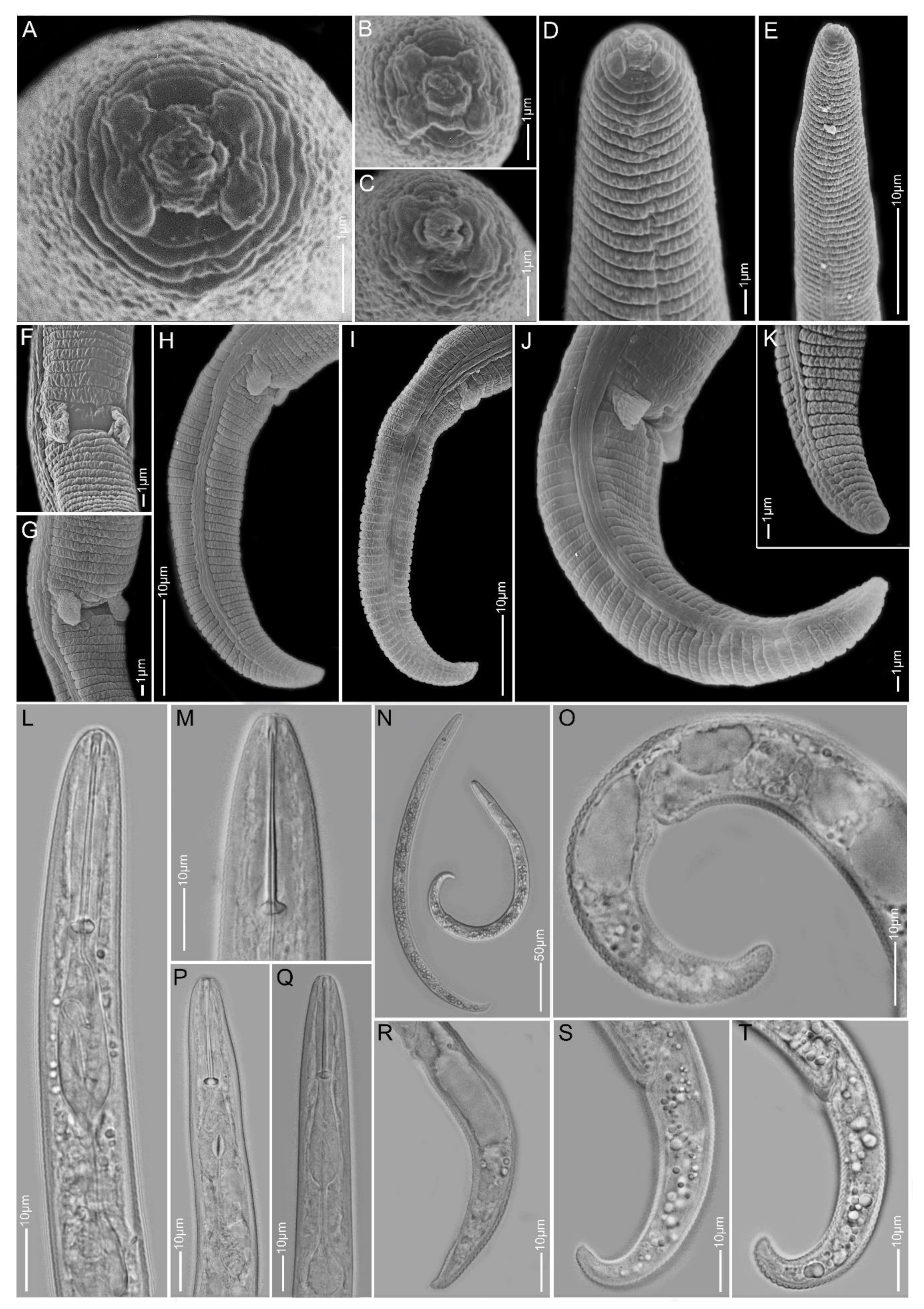 Plants 10 00408 g015