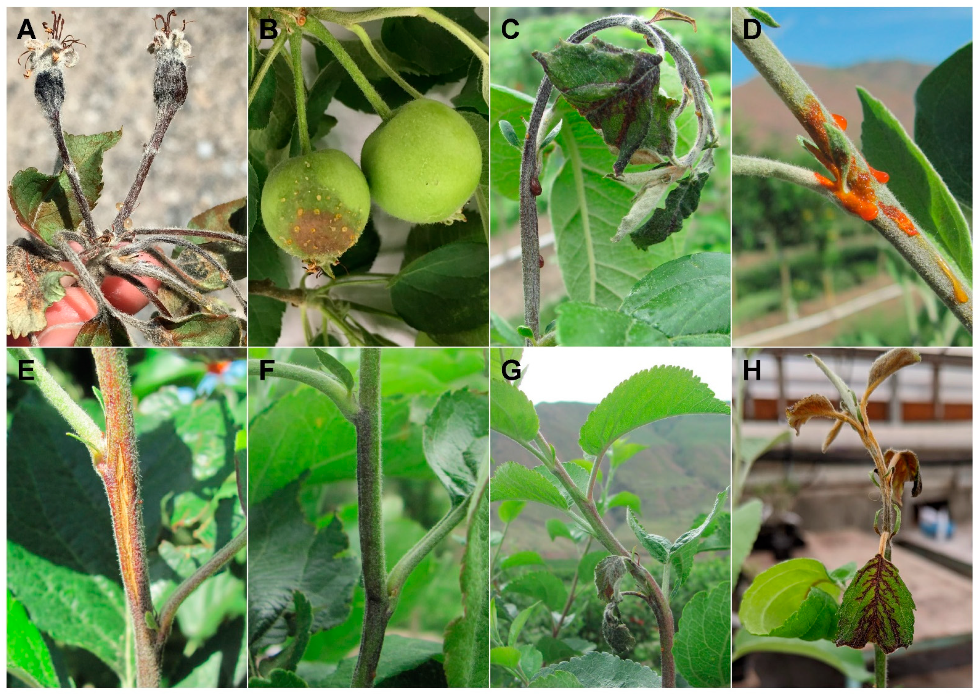 Plants 10 00409 g001