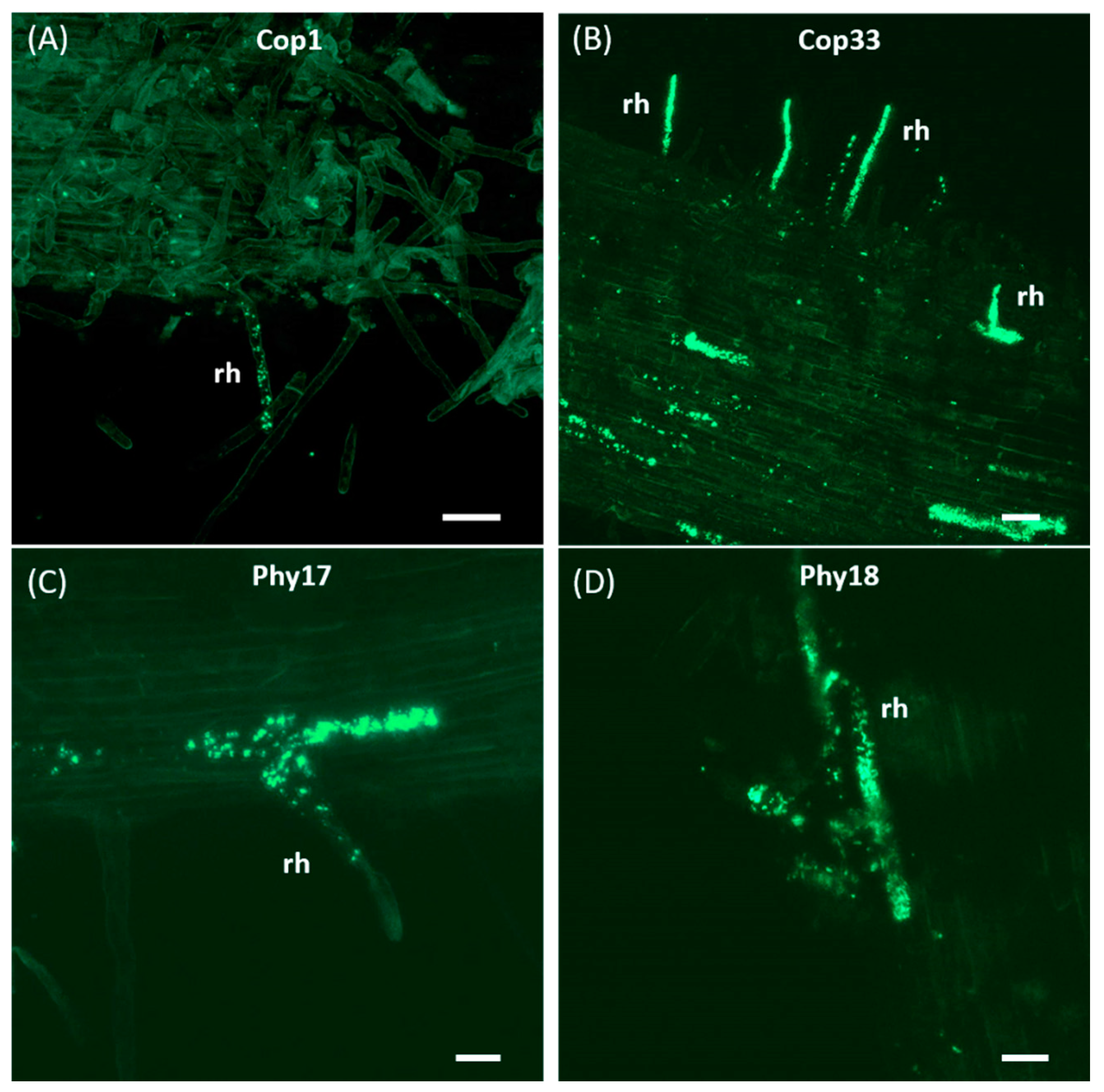 Plants 10 00412 g004 Plants 10 00412 g004