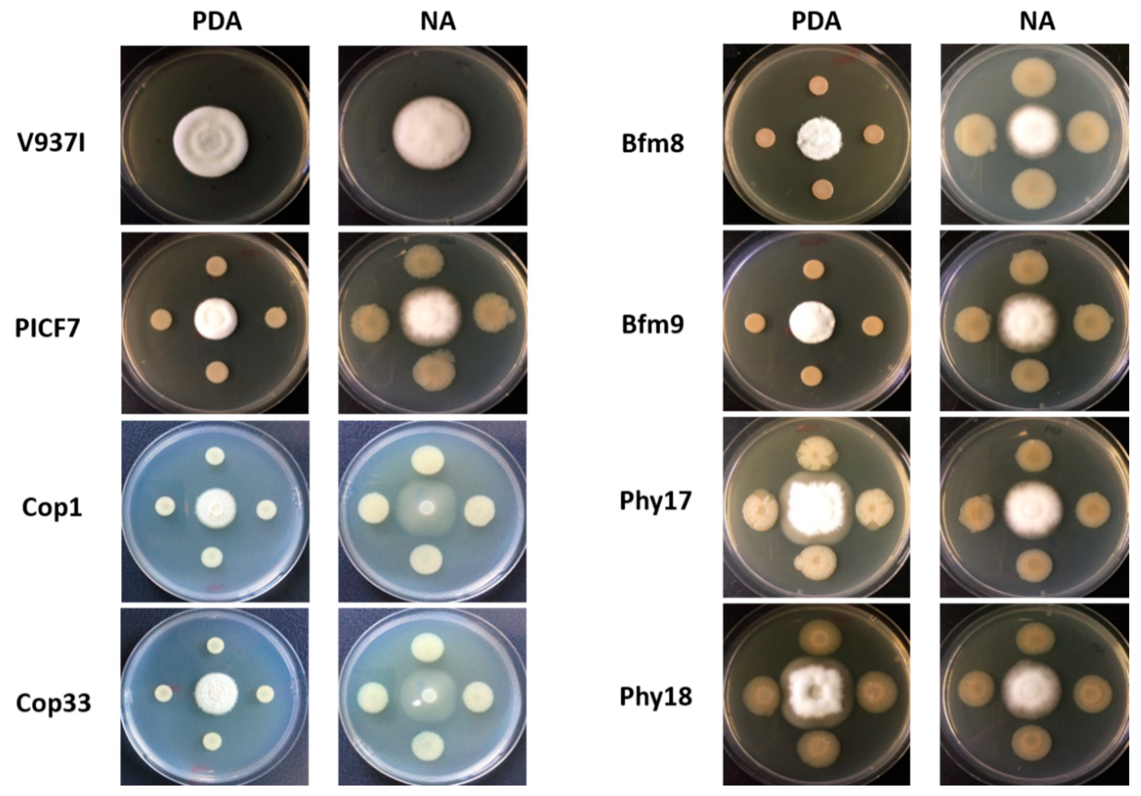 Plants 10 00412 g006 Plants 10 00412 g006