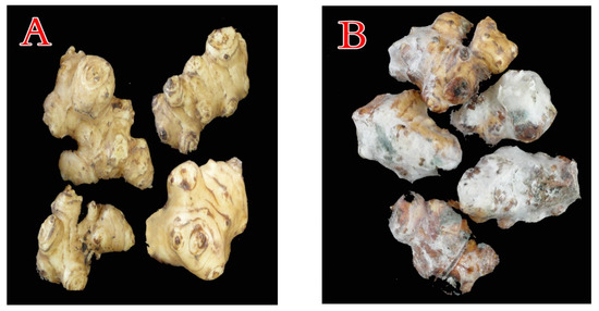 Plants 10 00413 g001 550