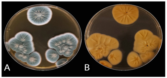 Plants 10 00413 g002 550