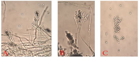 Plants 10 00413 g003 550