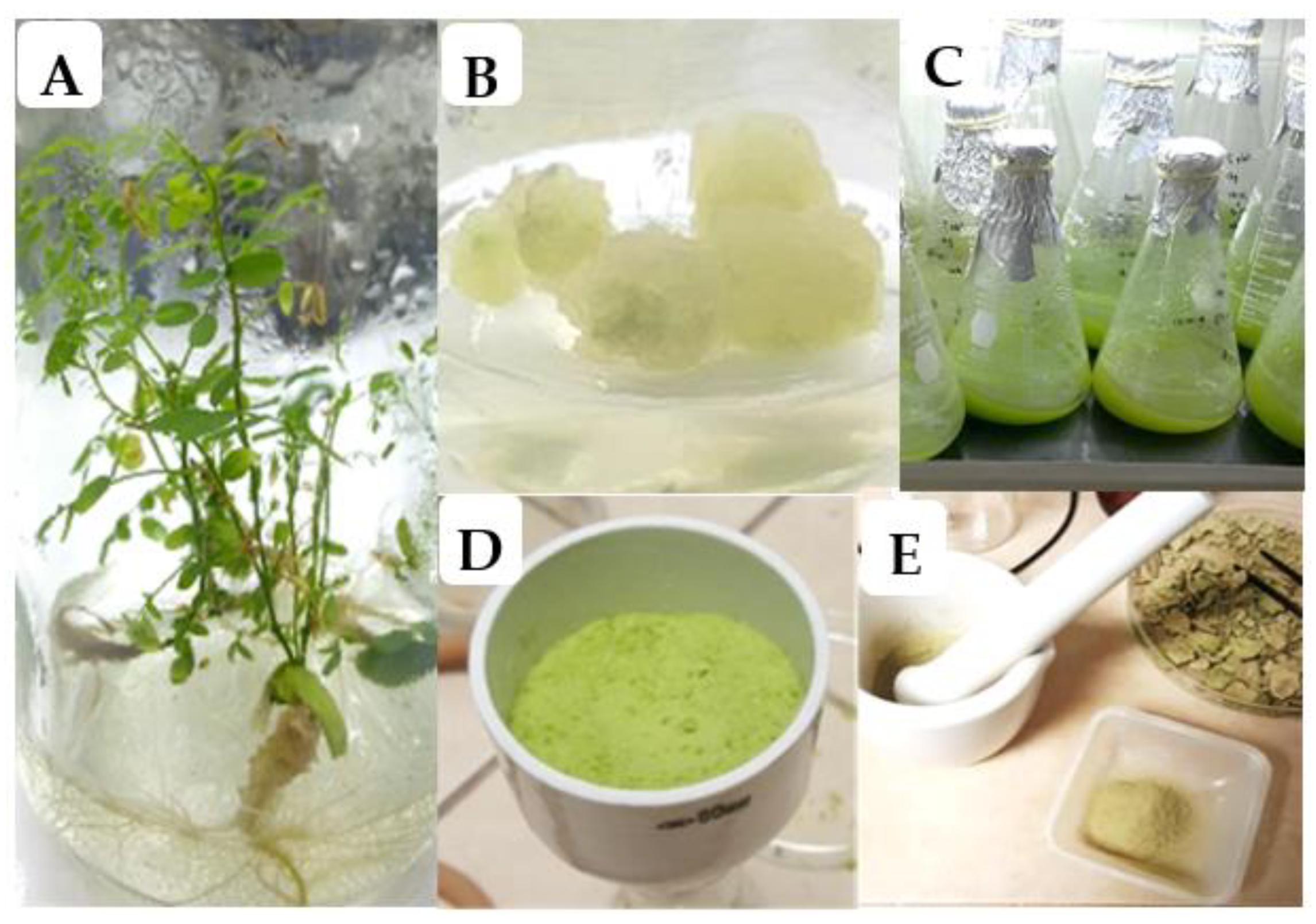 Plants 10 00414 g001 Plants 10 00414 g001