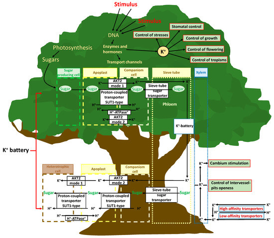 Potassium Control of Plant Functions: Ecological and
