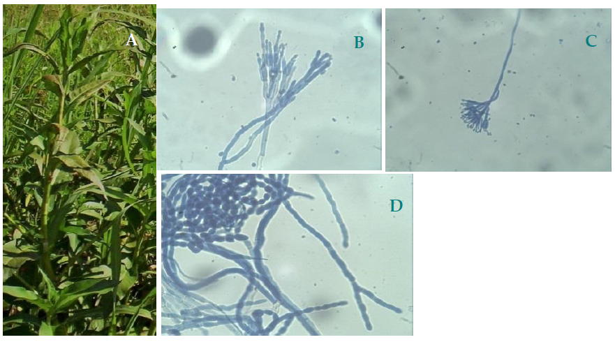 Plants 10 00425 g001 Plants 10 00425 g001