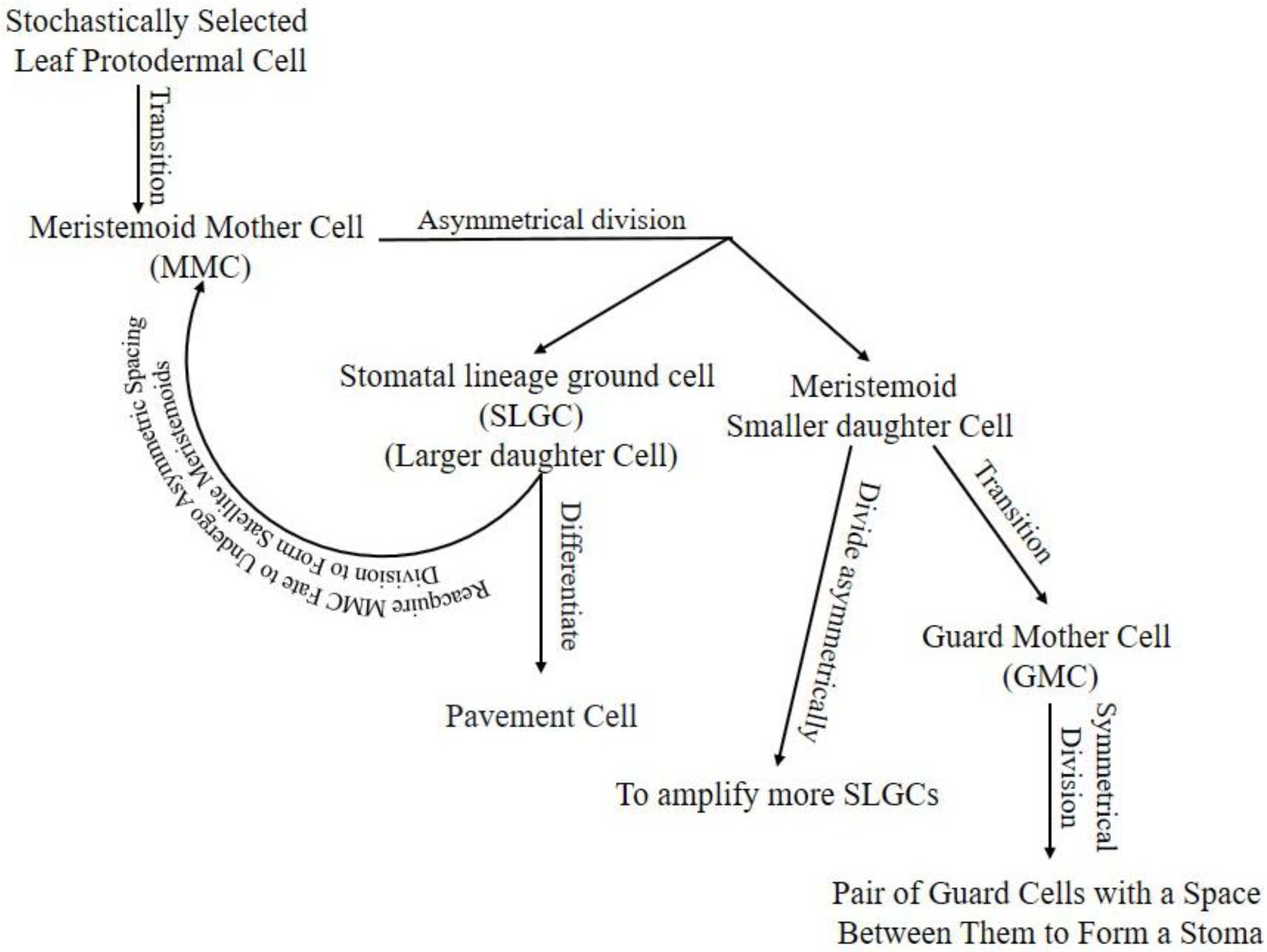 Plants 10 00432 g001