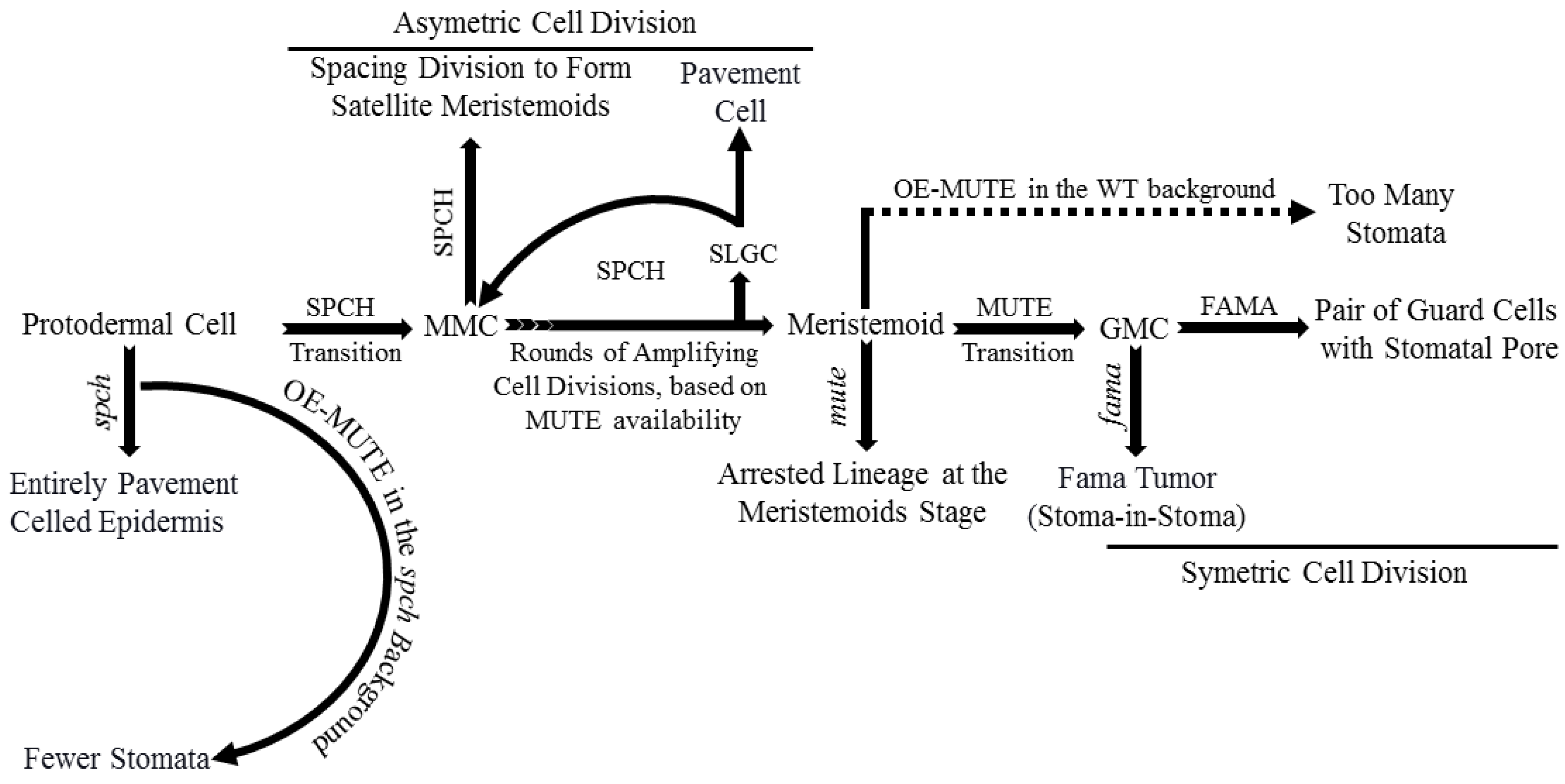 Plants 10 00432 g002