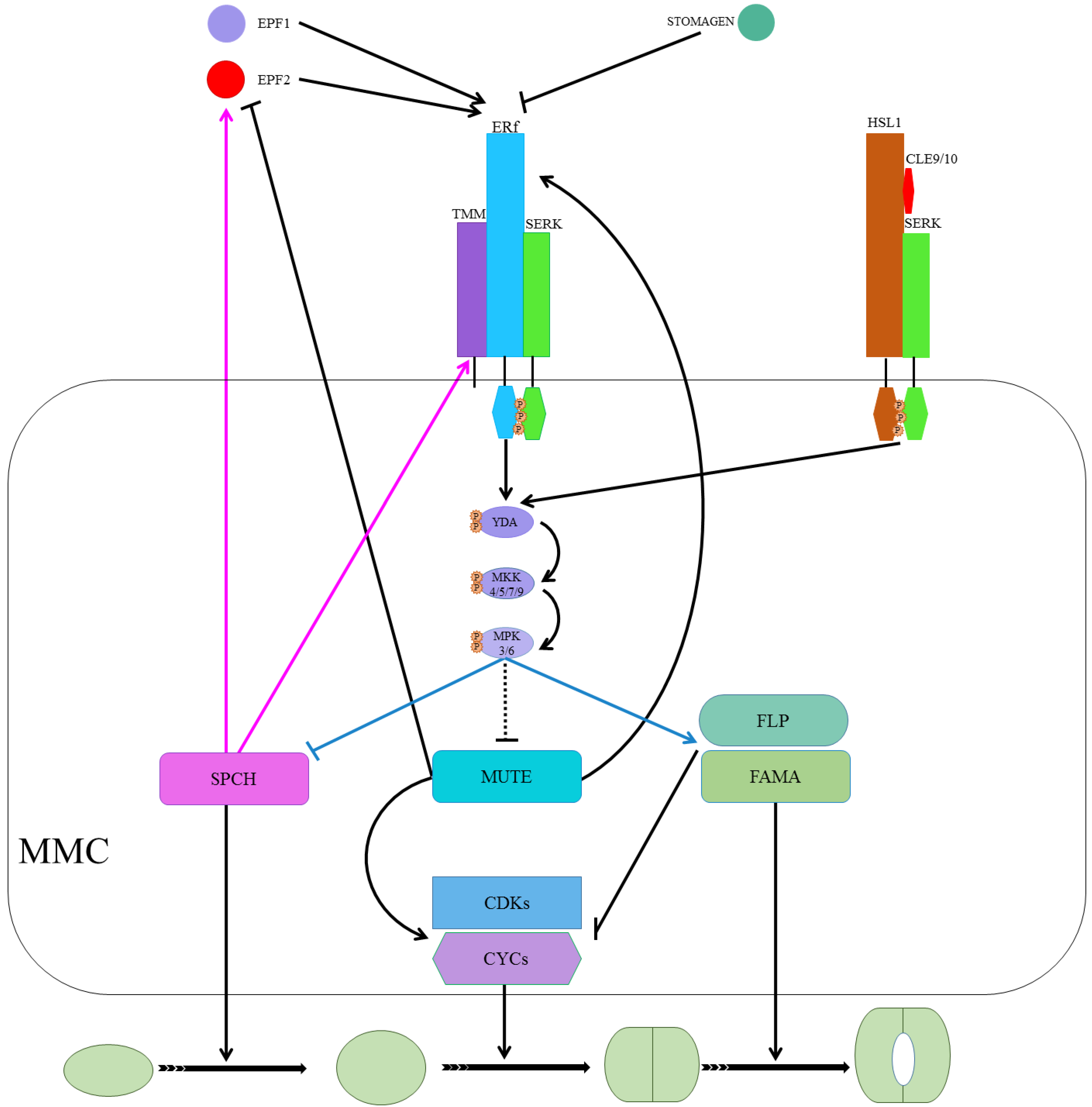 Plants 10 00432 g003