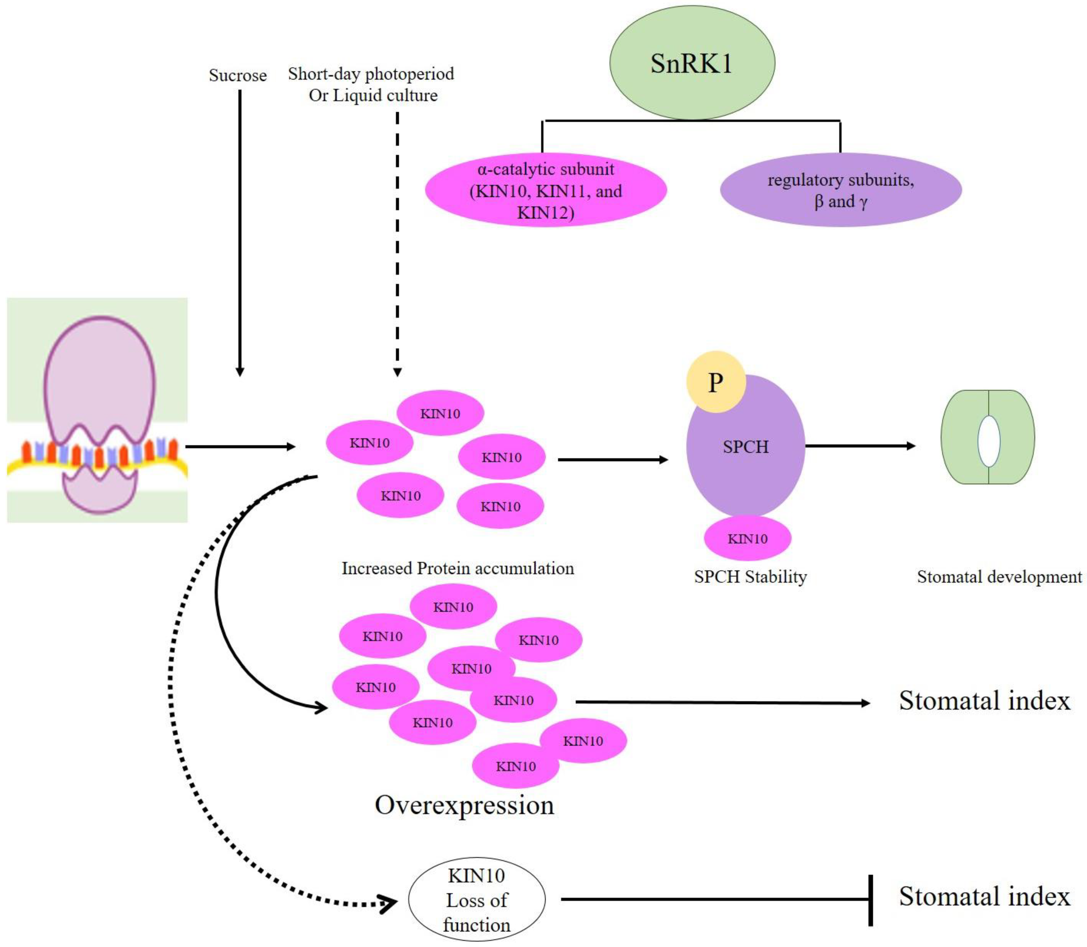 Plants 10 00432 g005