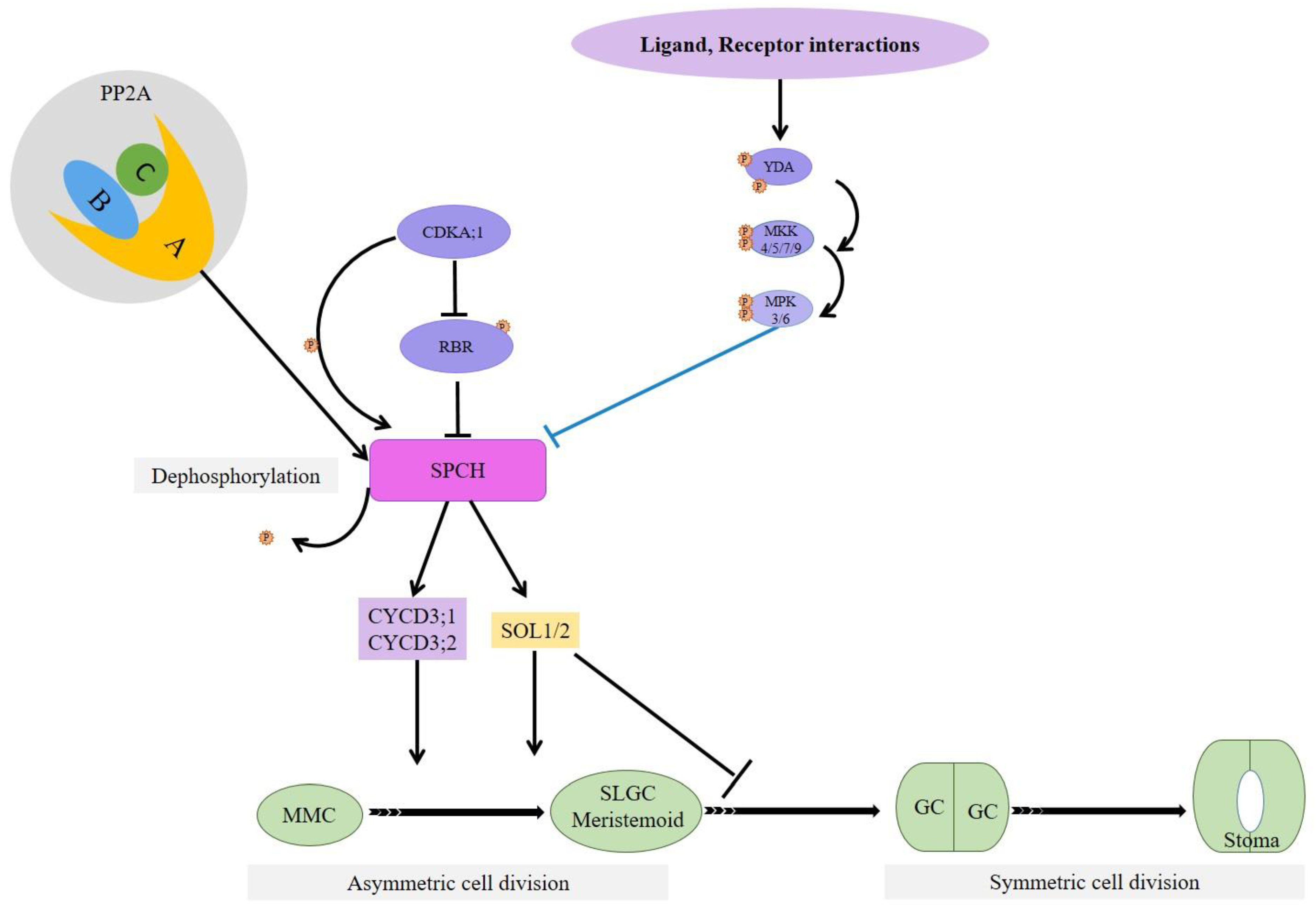 Plants 10 00432 g006