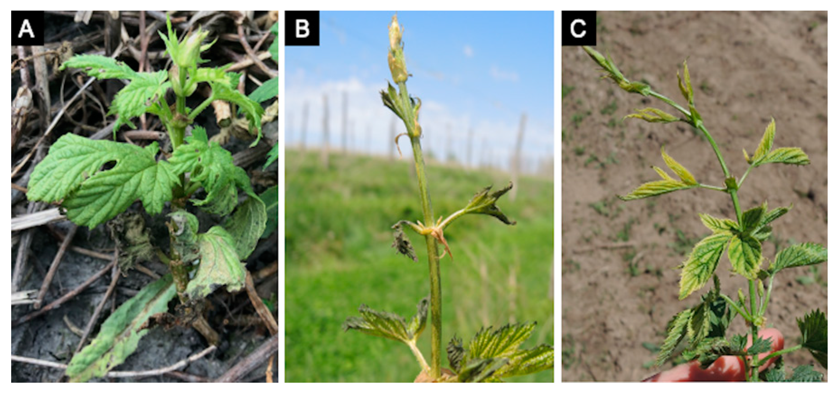 Plants 10 00435 g003 Plants 10 00435 g003