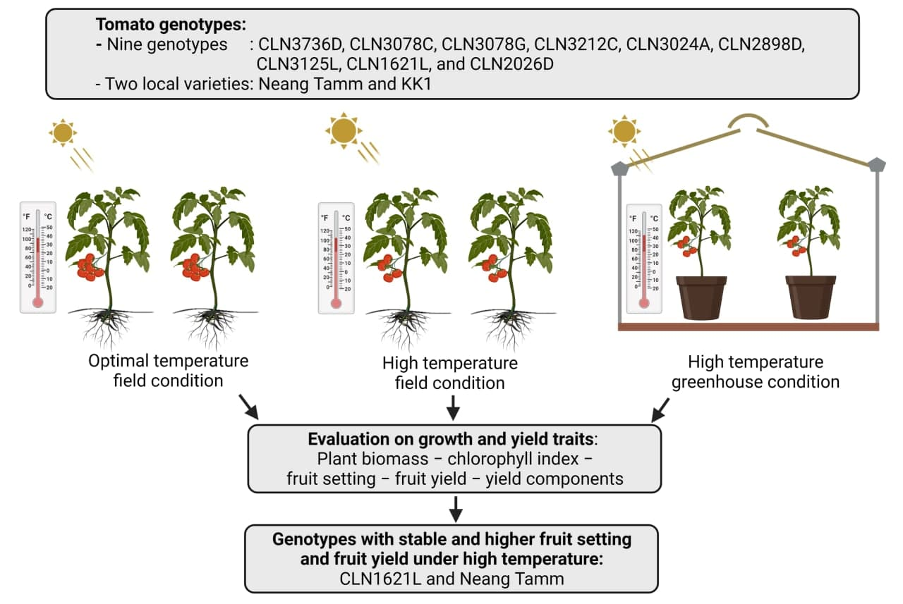 Plants Free FullText Response of Tomato Genotypes under Different