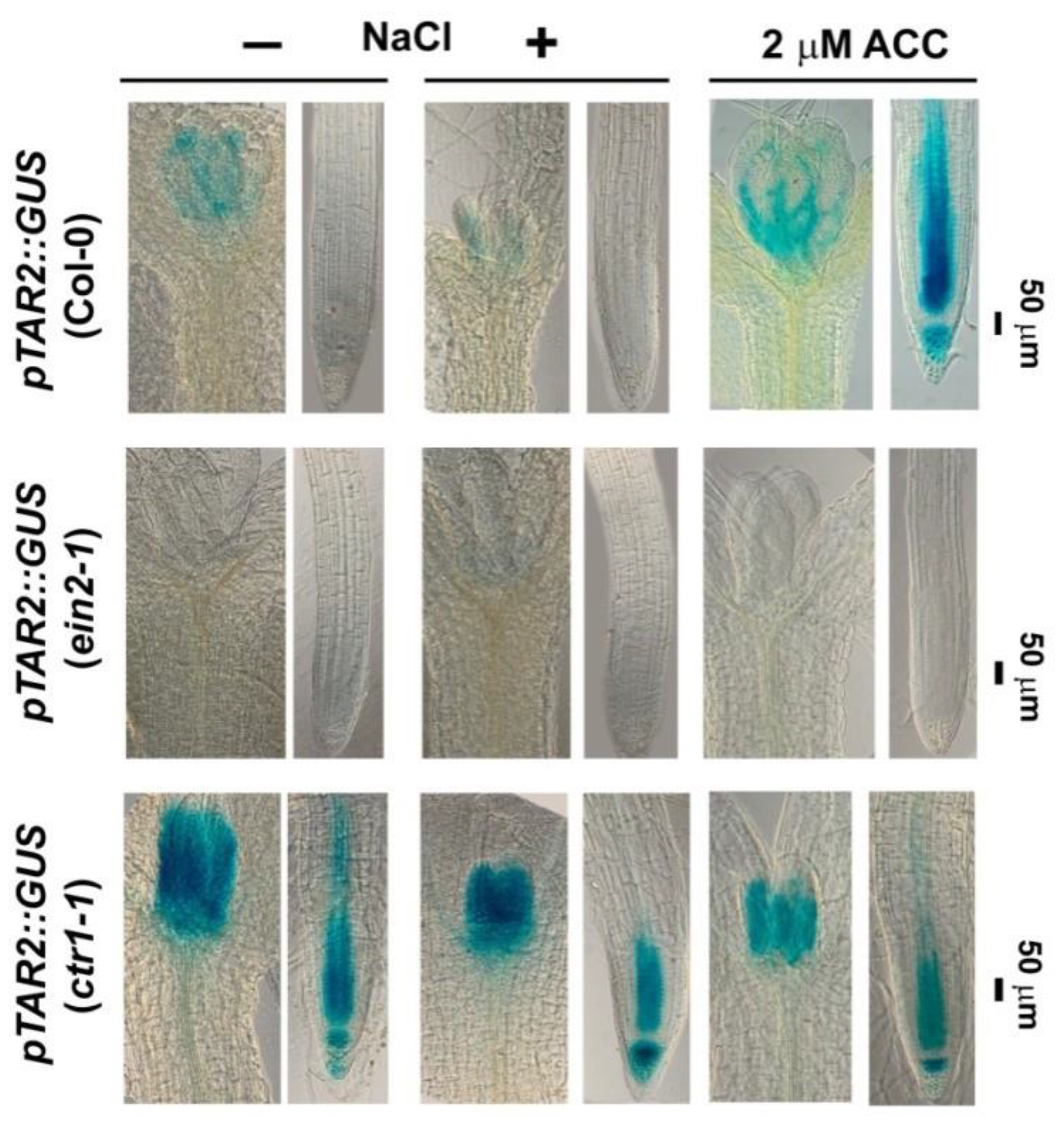 Plants 10 00452 g003 Plants 10 00452 g003