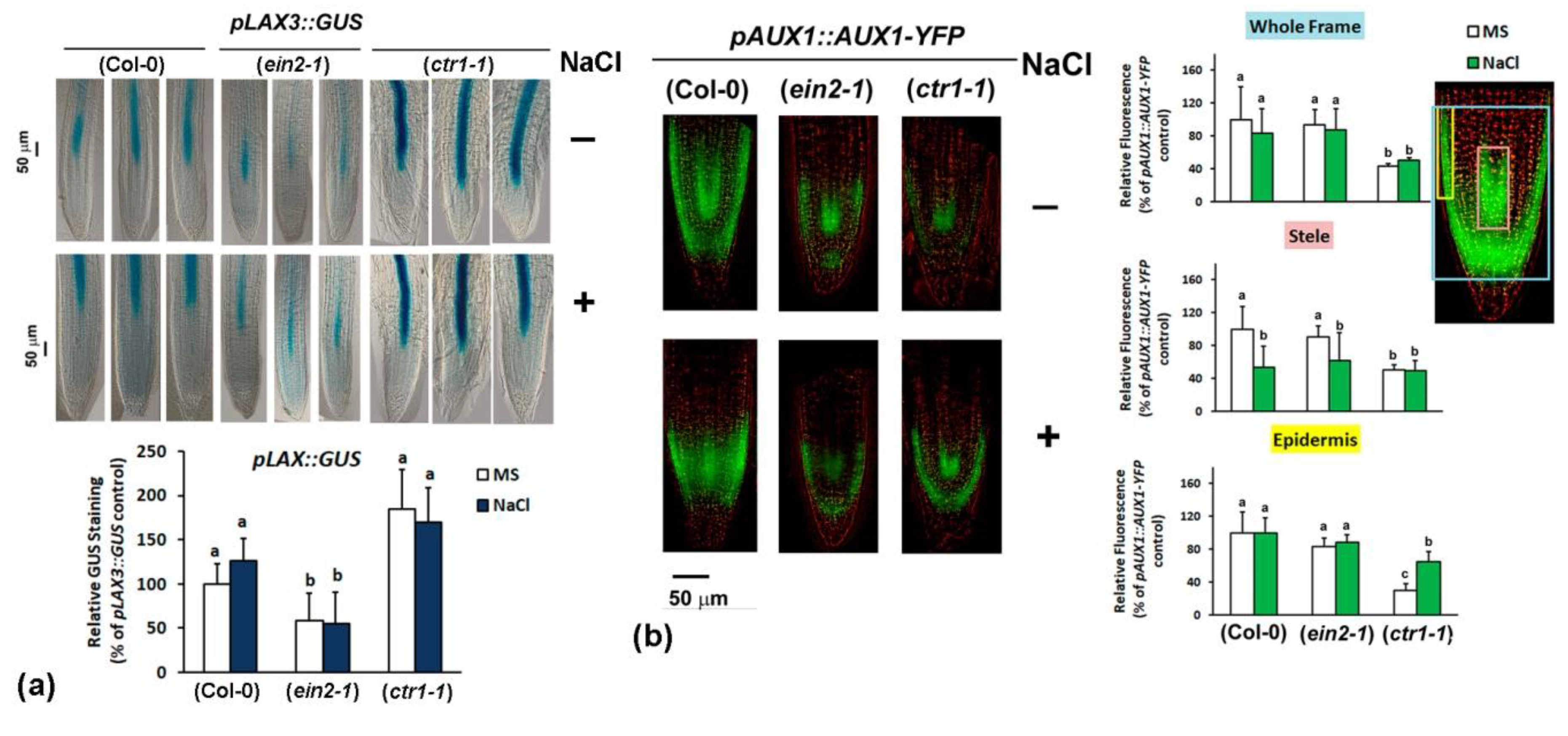 Plants 10 00452 g005 Plants 10 00452 g005